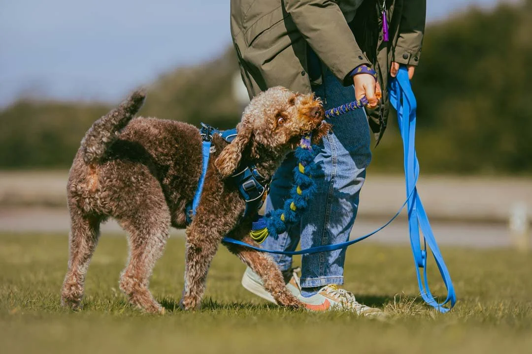 Person walking a curly-haired dog on a leash in a park.