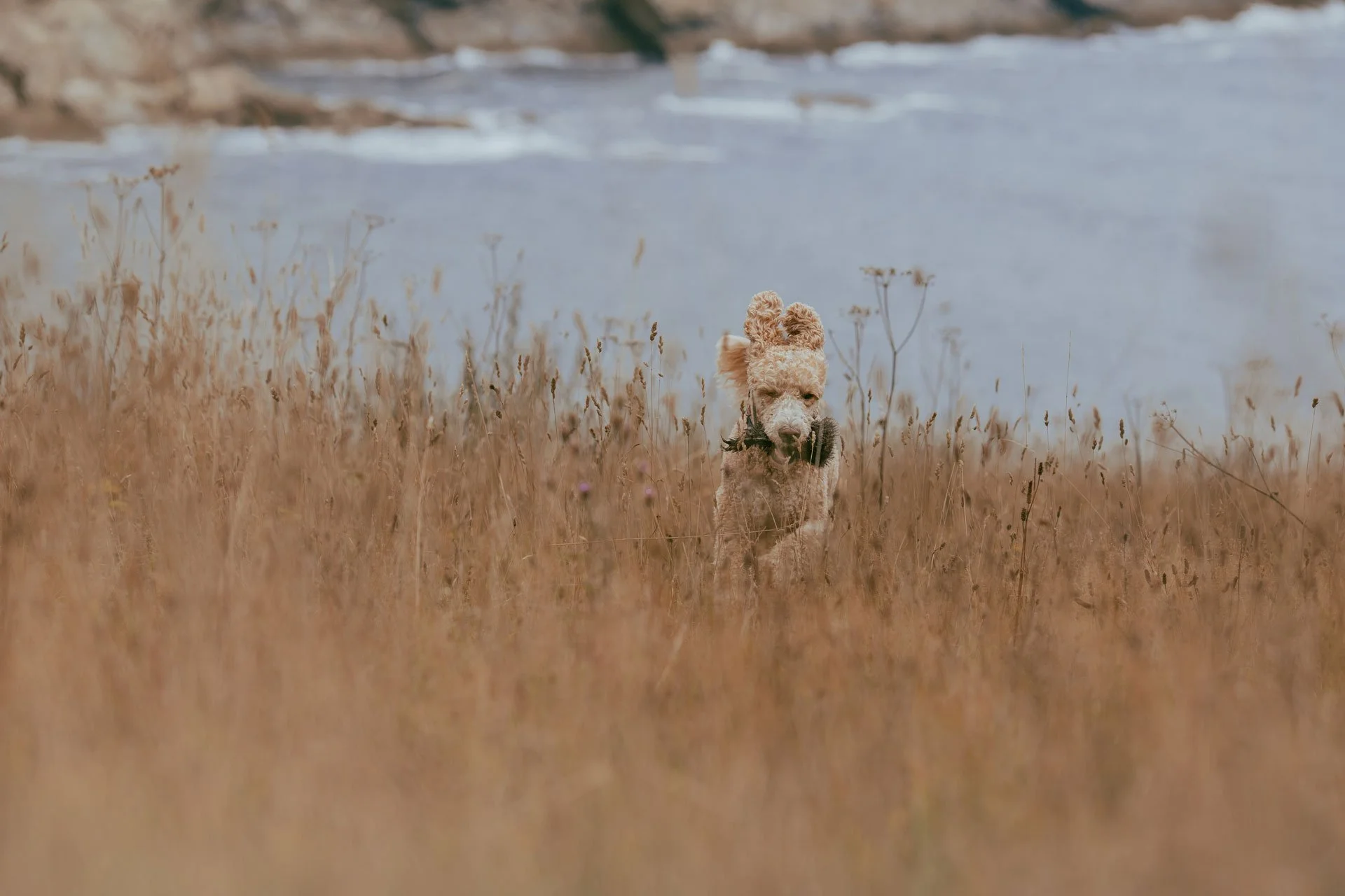 A dog with a light-colored curly coat running through tall grass near a body of water with rocky cliffs in the background.