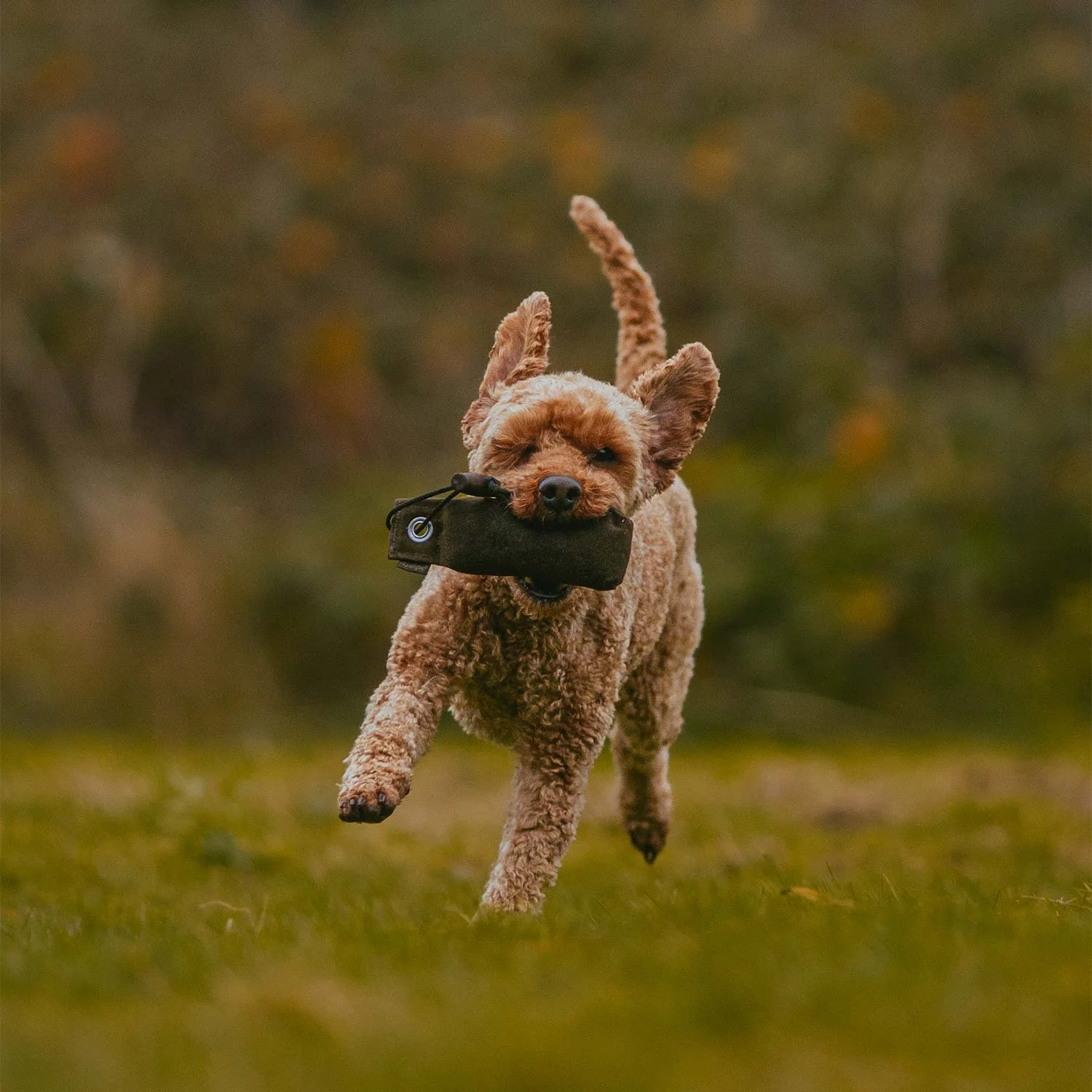 A cockapoo retrieving a dummy at a dog training class in Falmouth, Cornwall