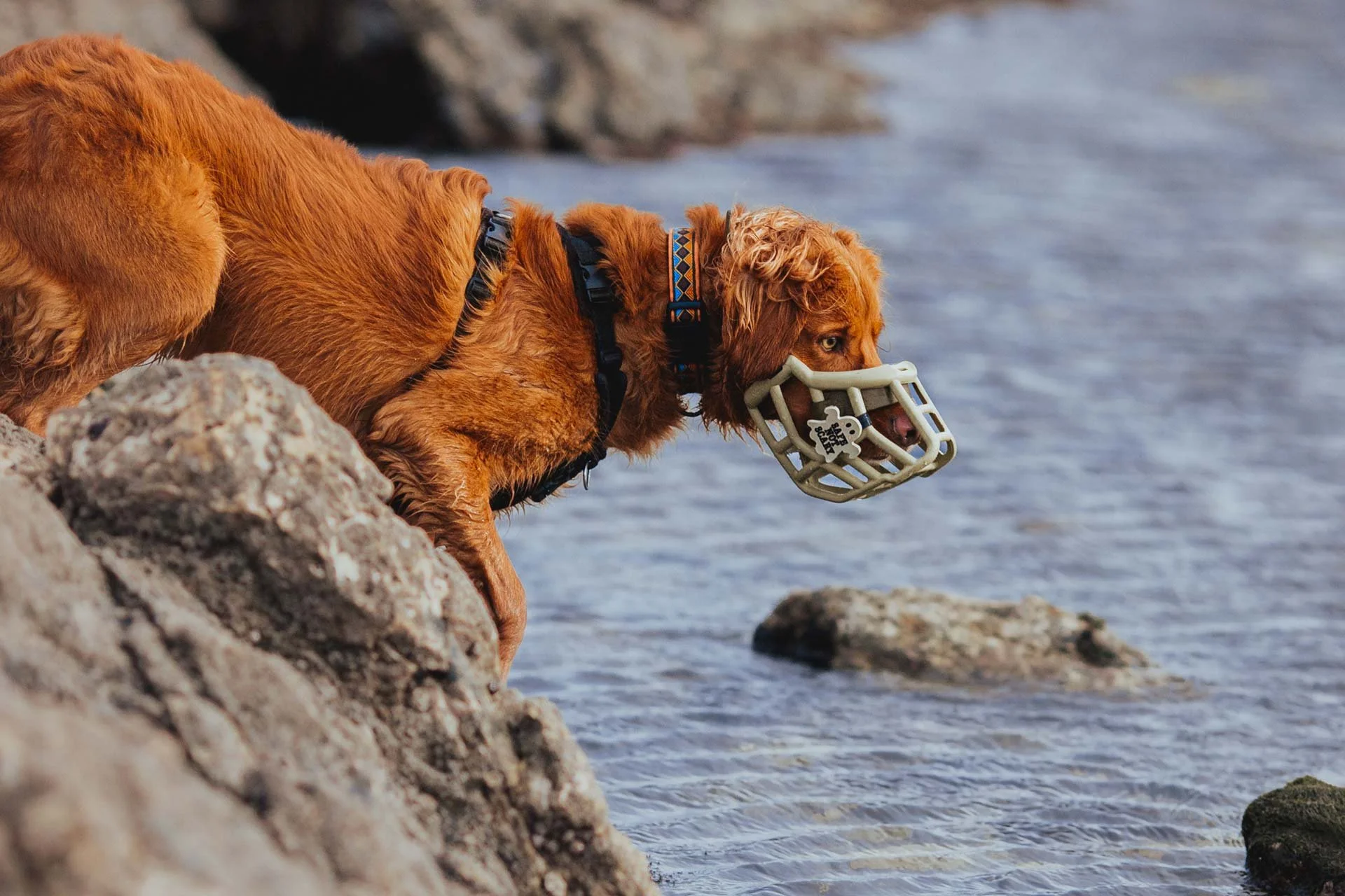 A retriever dog wearing a muzzle and a collar, looking into the water at a rocky shoreline.