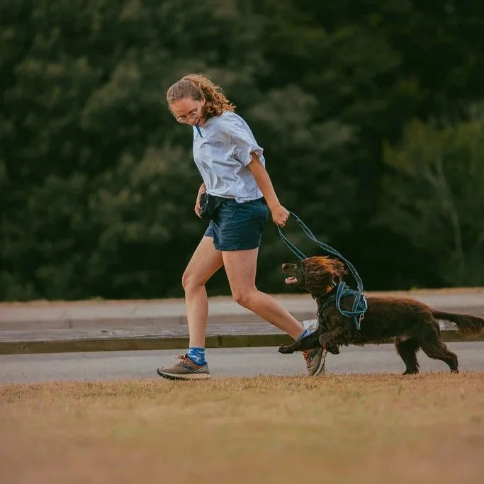 Sophie and Toast, the working cocker spaniel, using play as a reinforcer at their gundog training class in Falmouth, Cornwall