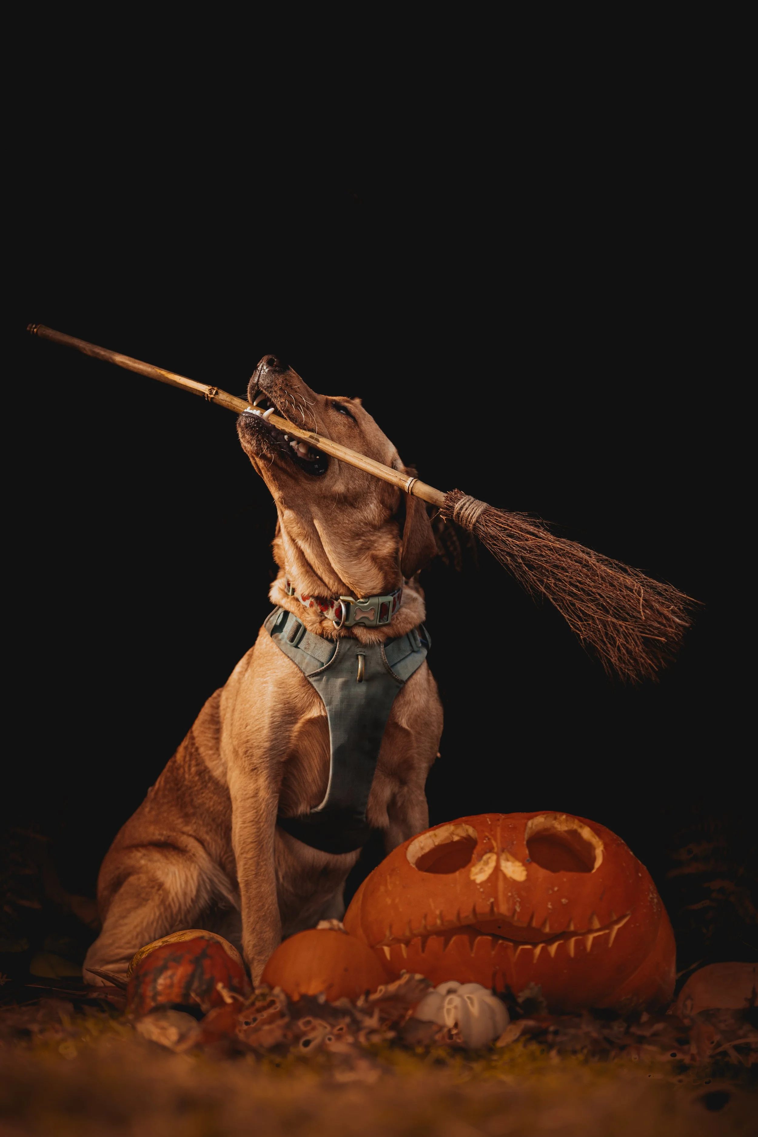A dog holding a broomstick in its mouth, sitting among carved pumpkins, with a black background.