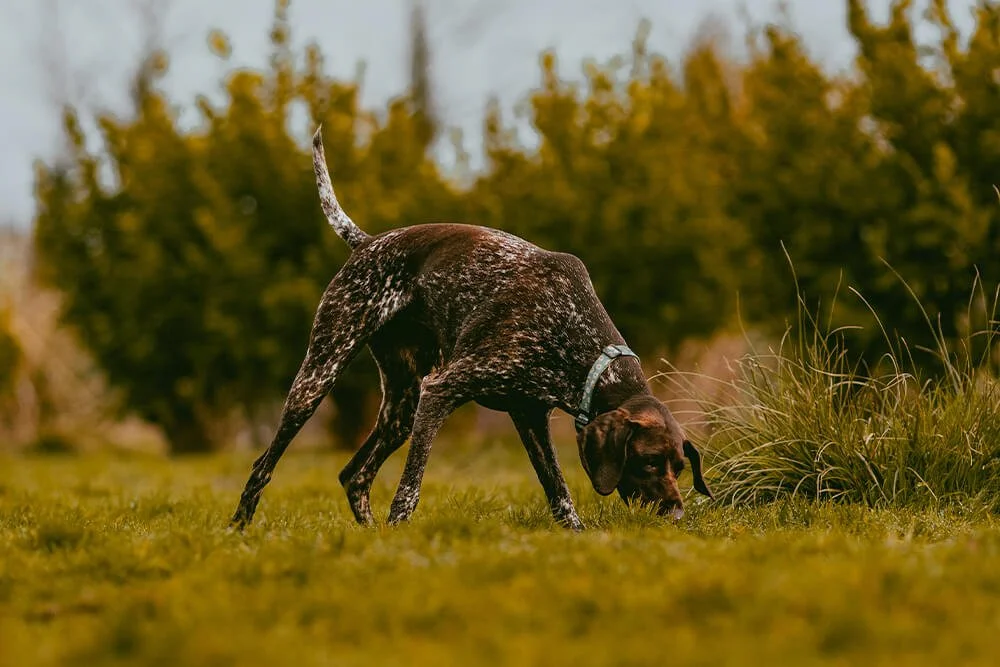 Polly the German shorthaired pointer during a pet gundog walk and train session