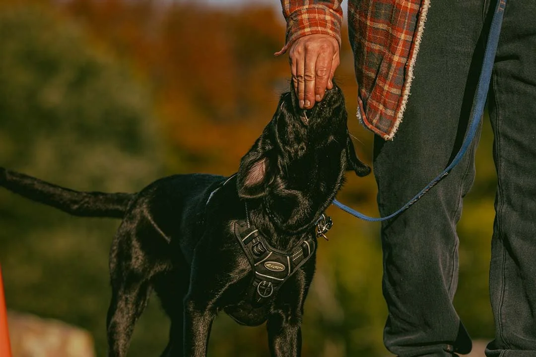 A person with a plaid shirt and dark pants is holding the muzzle of a black dog on a leash, and the dog is licking or sniffing the person's face.
