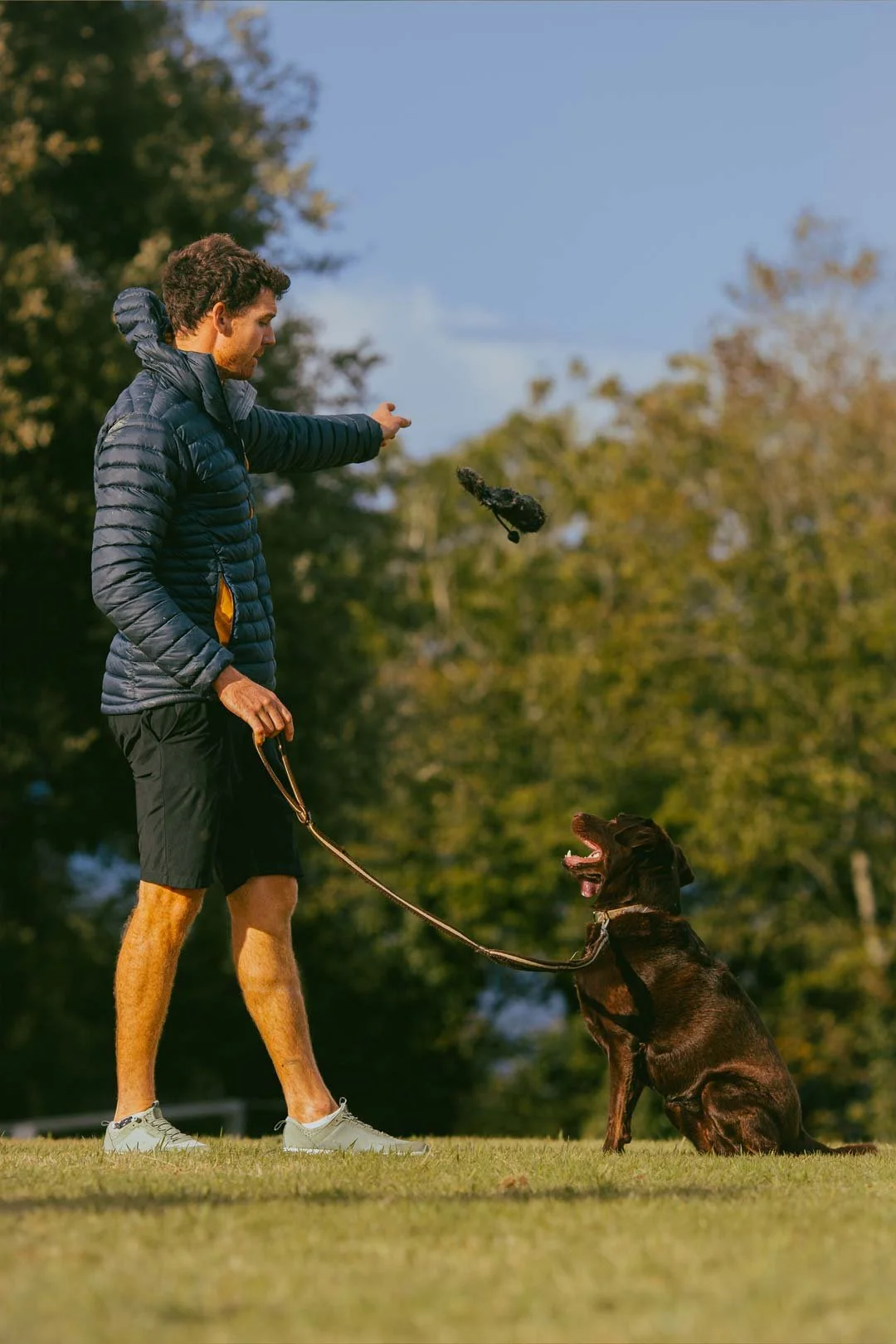 Luna, a brown chocolate labrador, sitting and waiting while her owner throws out a dummy