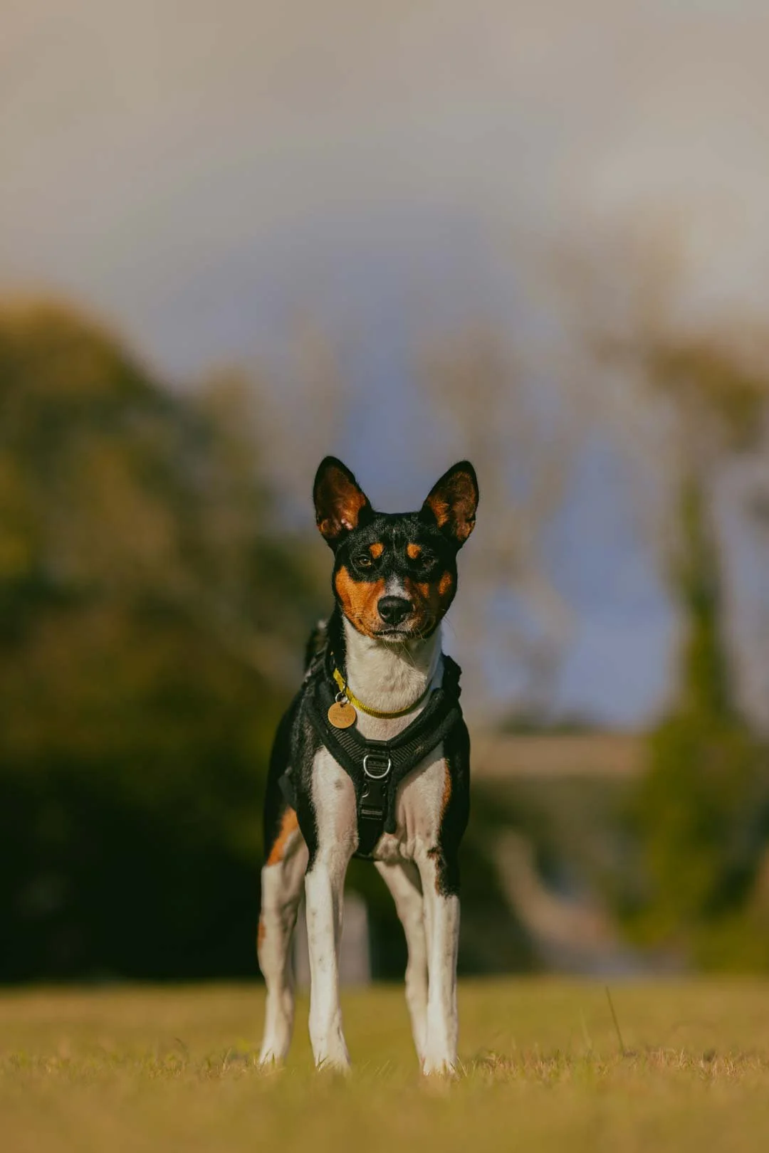 A black, white, and brown dog standing on grass with trees in the background, looking directly at the camera.