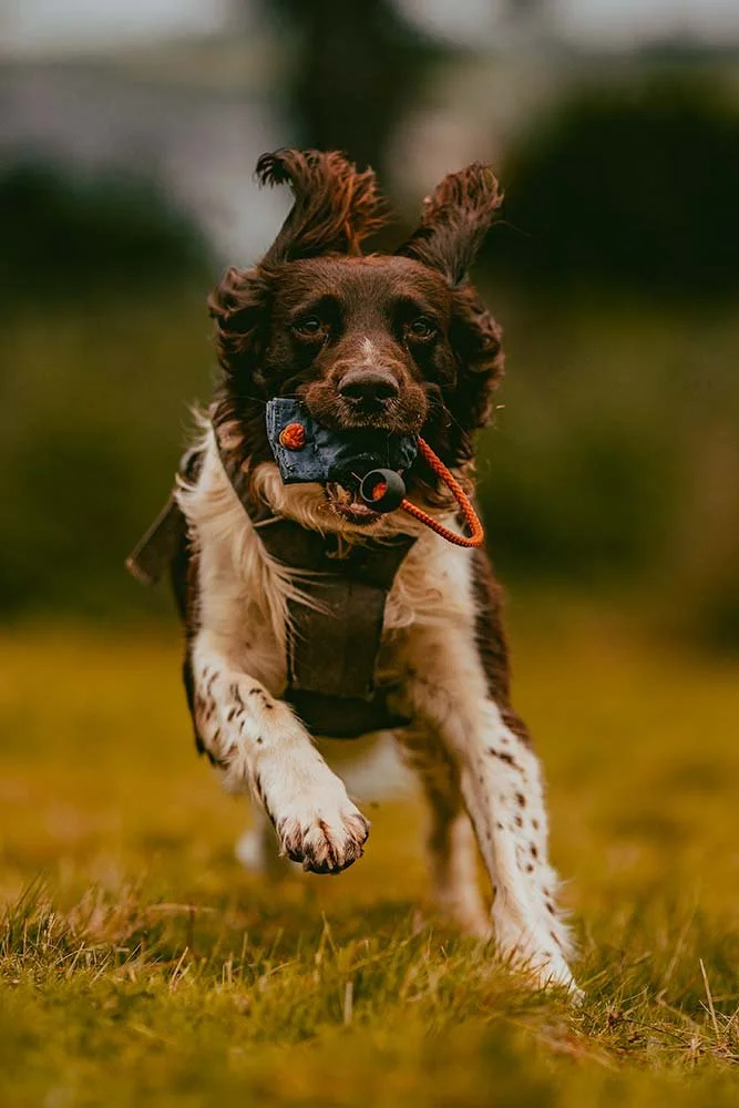 Stanley, a liver and white springer spaniel, retrieving a blue canvas ball dummy at a gundog training class in Falmouth