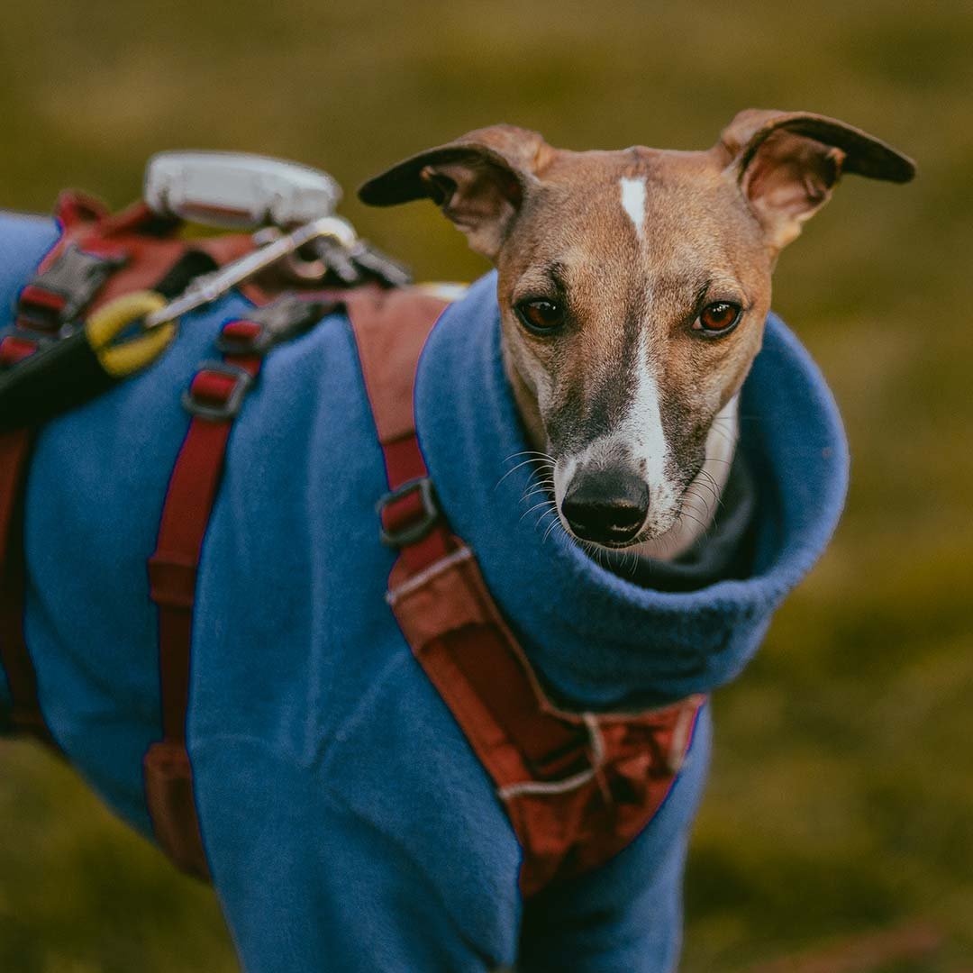 A whippet attending a dog training class in Falmouth