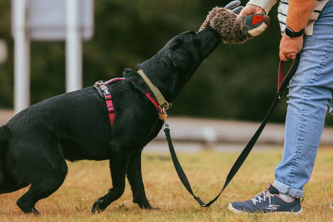 Agnes, a black lab, learning to deliver a to hand