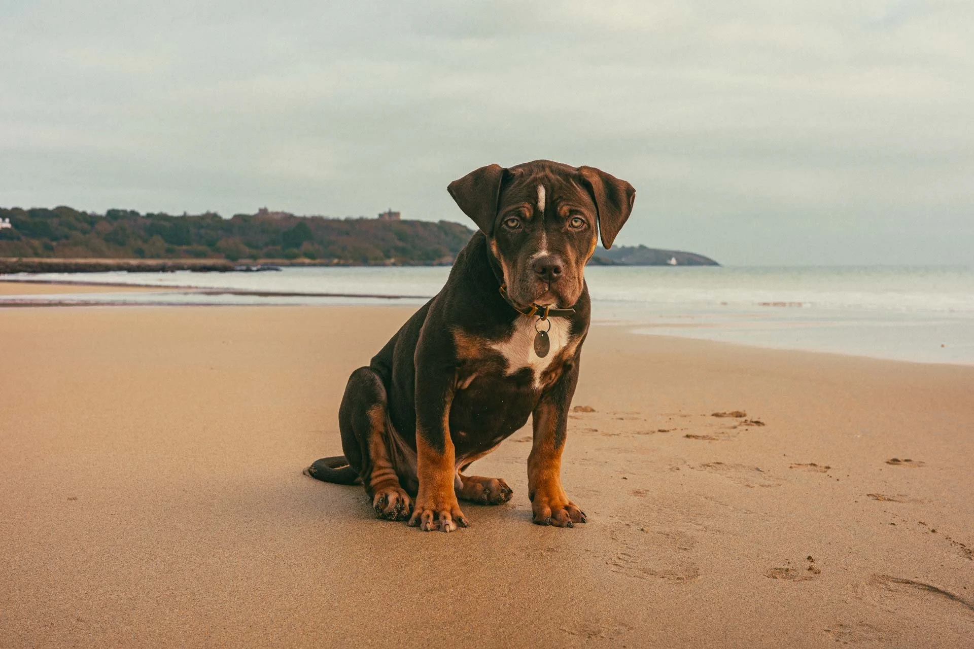 A cute brown and black puppy sitting on a sandy beach with footprints nearby, overlooking the ocean and distant hills.