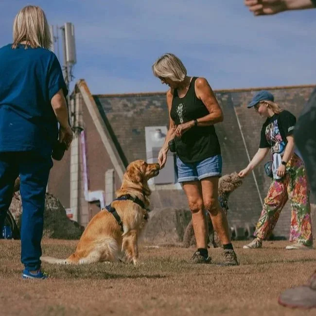 A woman rewarding her golden retriever at a gundog training class in Falmouth, Cornwall