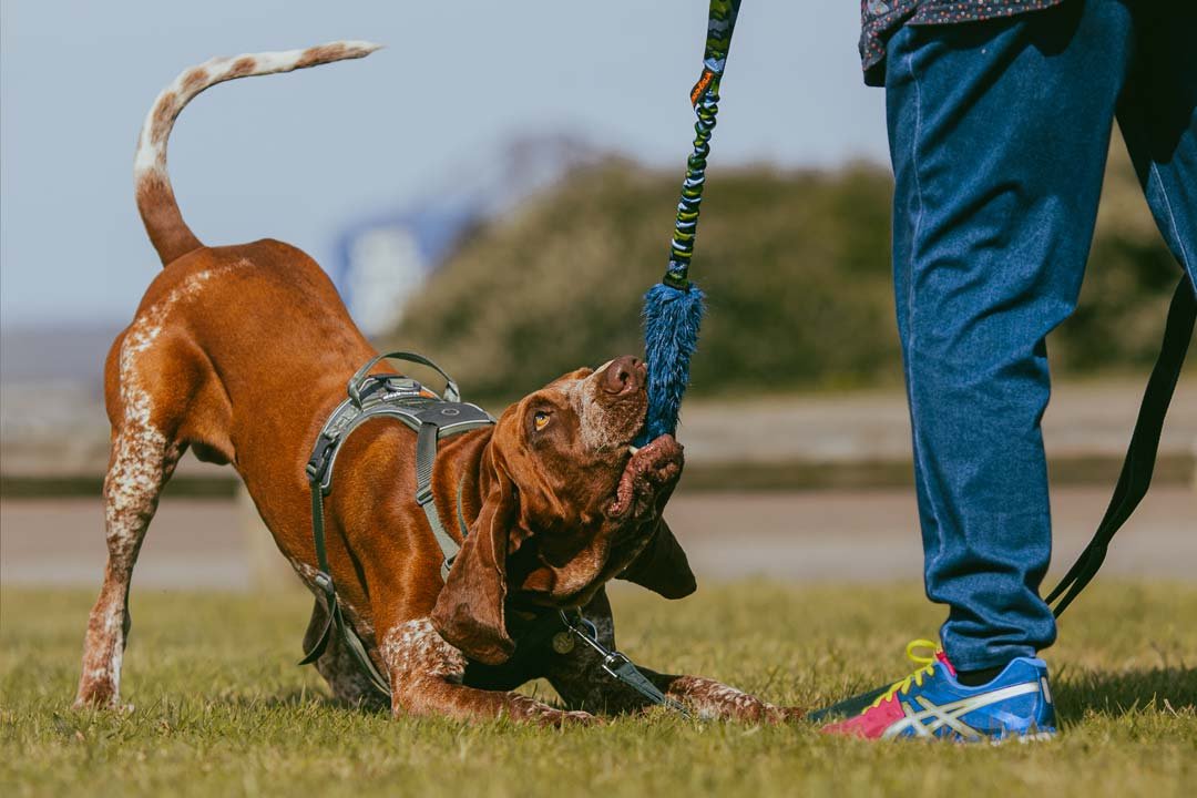 Bruno, a Bracco Italiano, playing tug with his owner