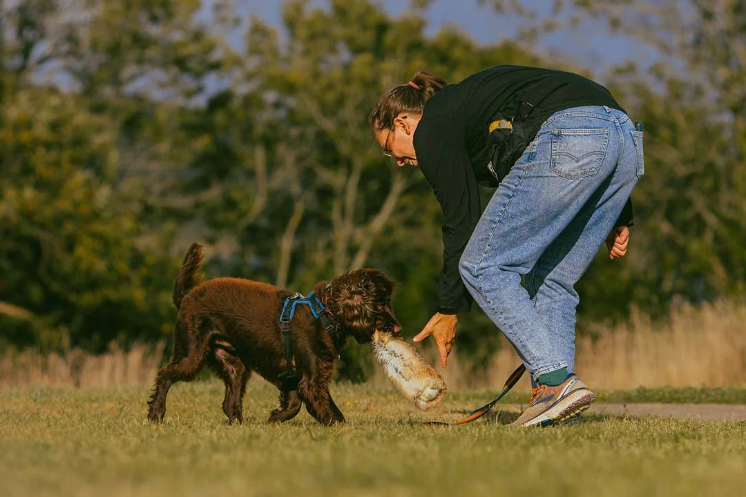 A woman playing fetch with a brown puppy in a grassy park during daylight, with trees in the background.