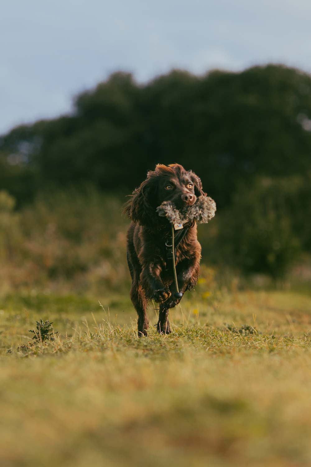 A black and brown dog running across a grassy field holding a plush toy in its mouth, with trees in the background.