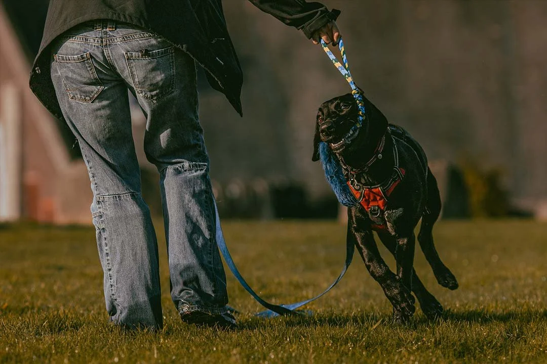 Person holding a leash attached to a black dog with a blue scarf and harness, walking on a grassy field.