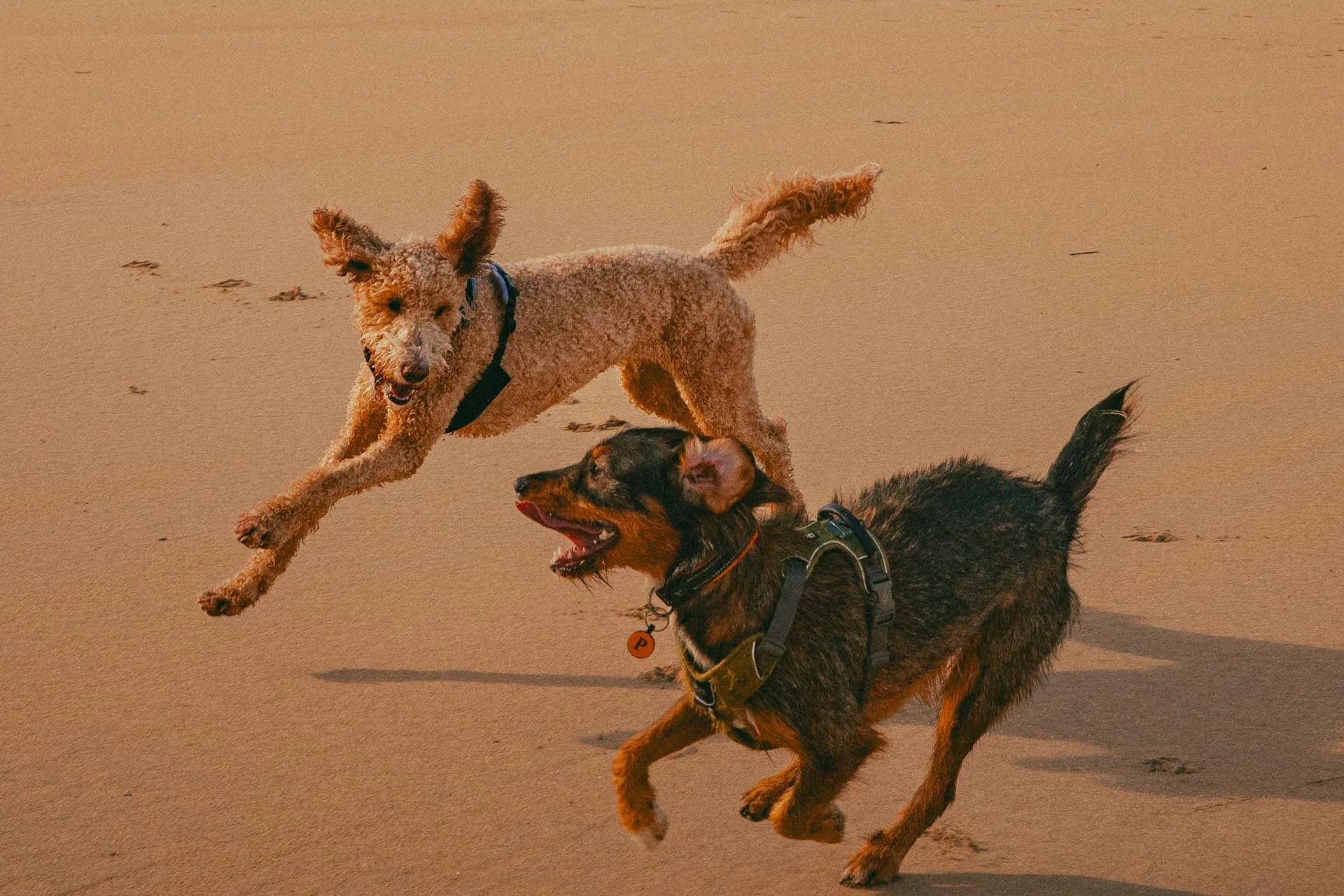 Two dogs playing and running on sandy beach