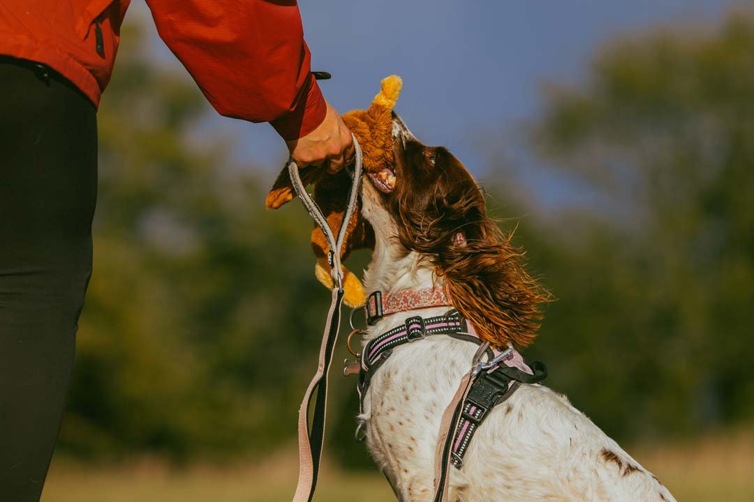 Lily, a liver and white springer spaniel, delivering a toy to hand