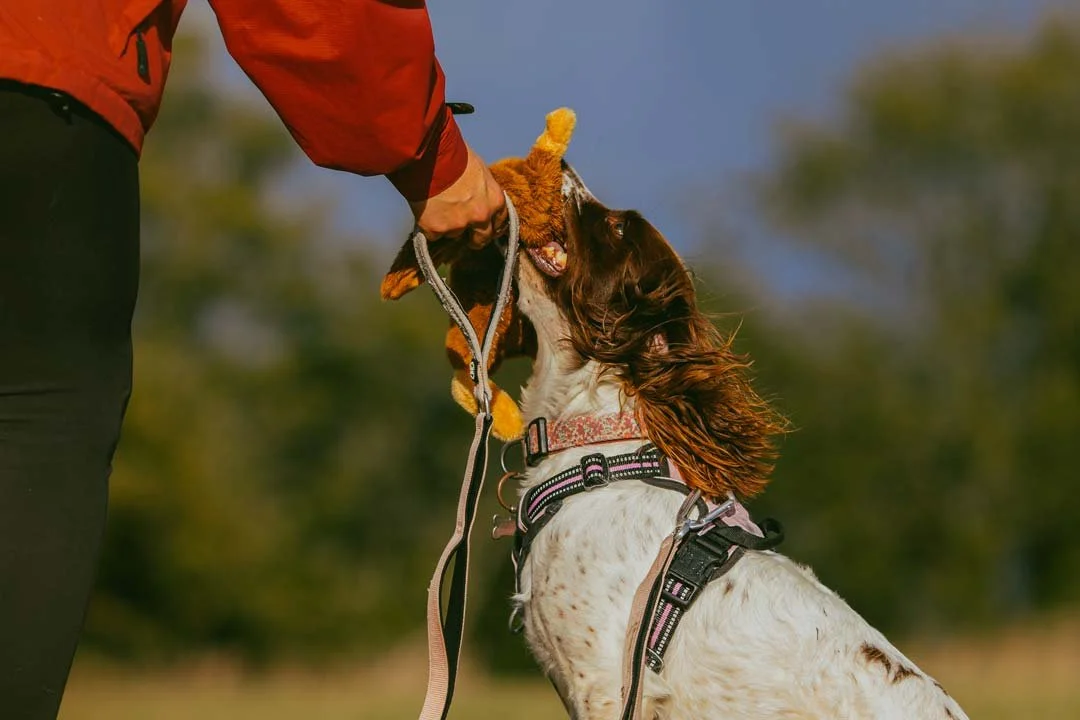 Lily, a liver and white springer spaniel, delivering a toy to hand