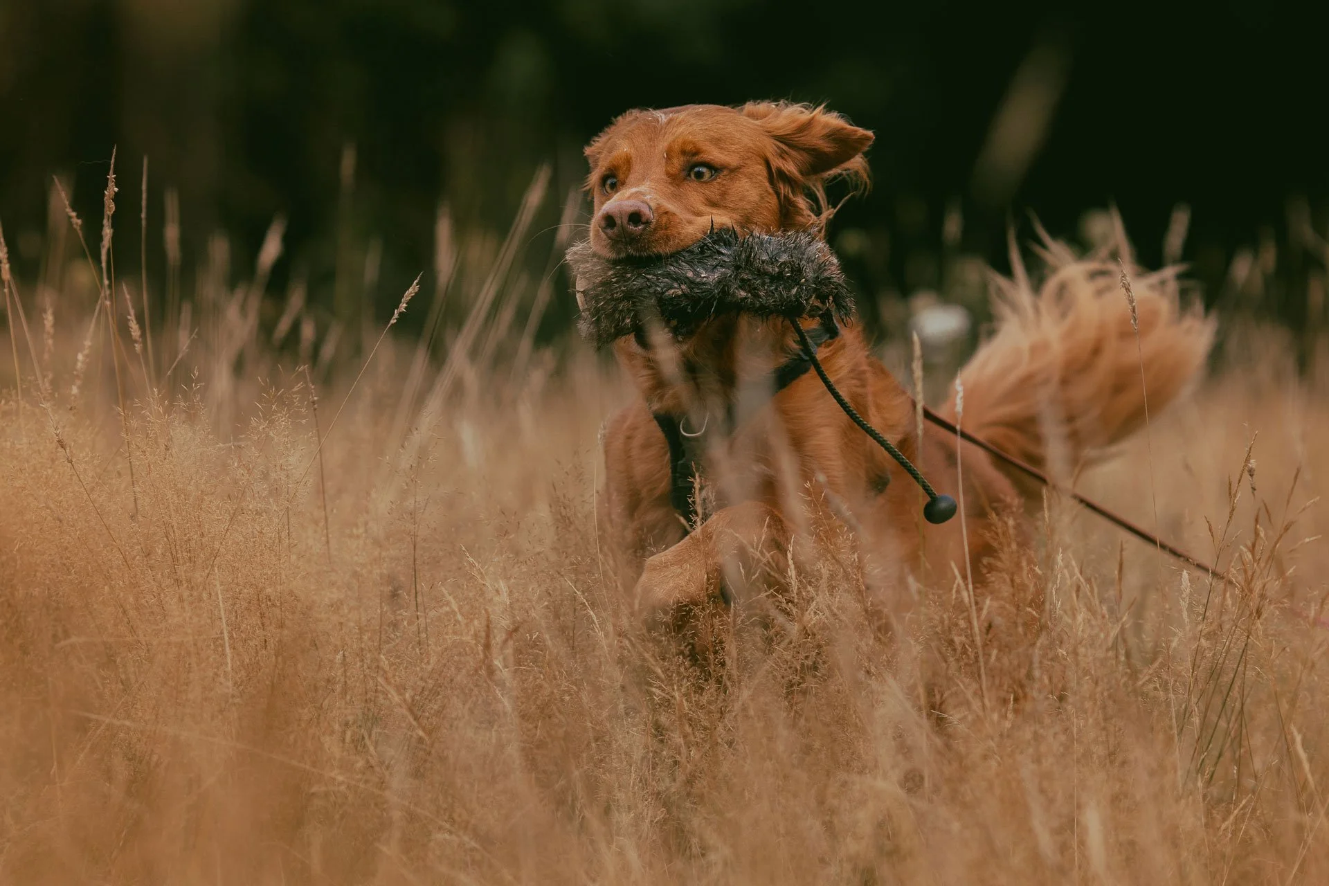 A golden retriever running through tall, golden grass with a black feather toy in its mouth, on a leash, outdoors.