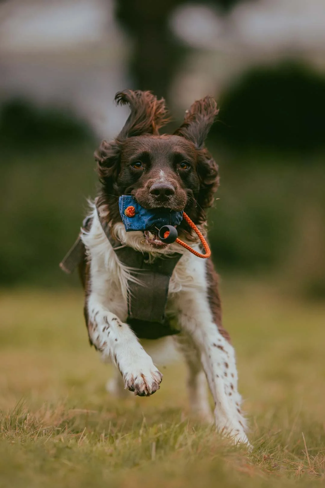 A dog with a blue toy in its mouth running on grass.