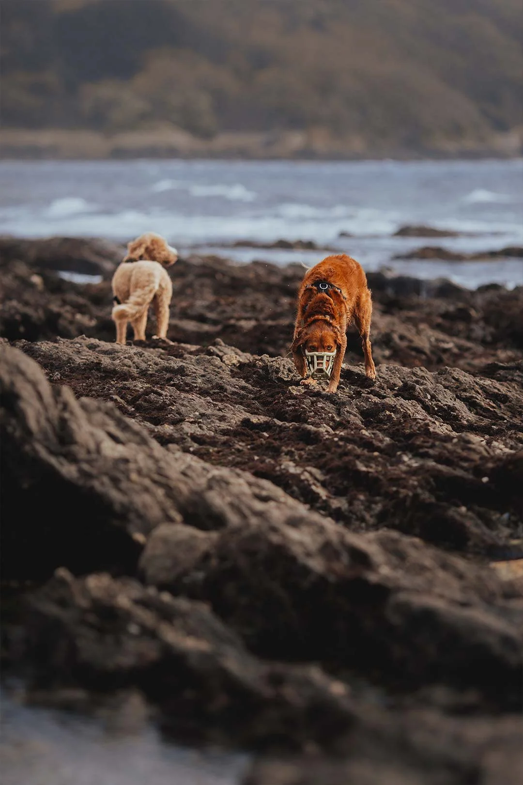Elliot's dogs, Merryn the goldendoodle and Rumo the rescue spaniel x collie, off lead on the beach in Falmouth