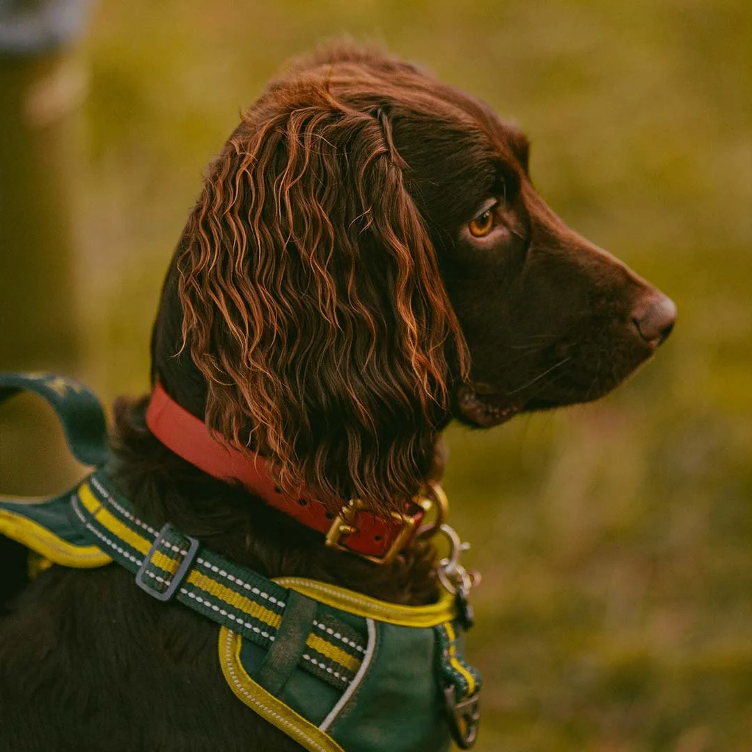 A cocker spaniel attending a gundog training class in Falmouth