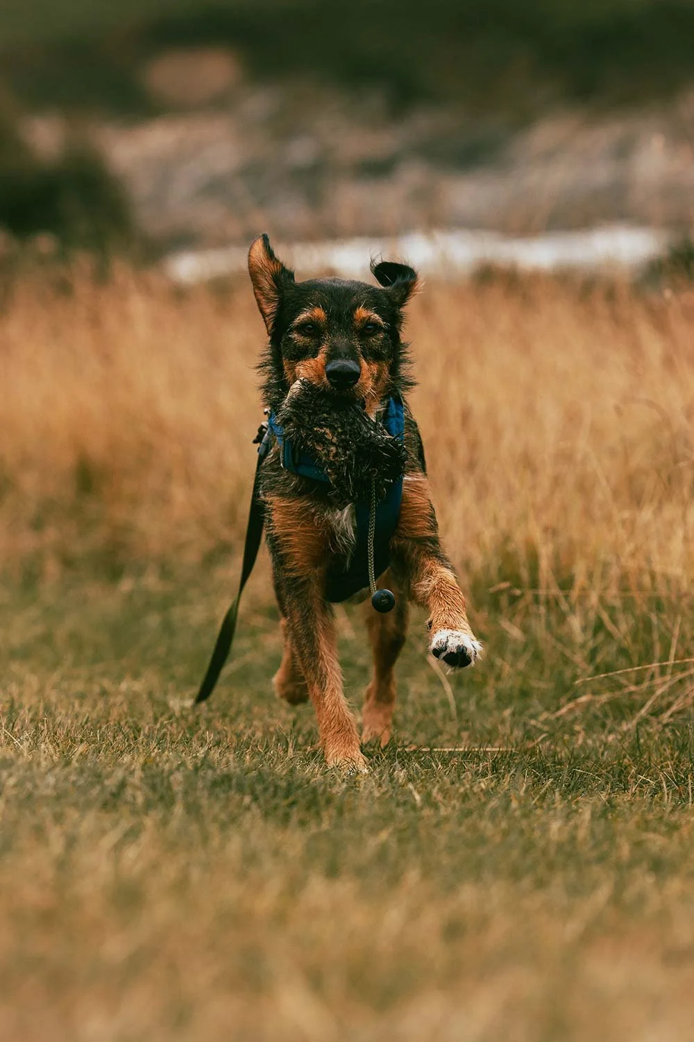 Dog running through a grassy field with one paw raised, carrying a stick in its mouth, wearing a blue harness.