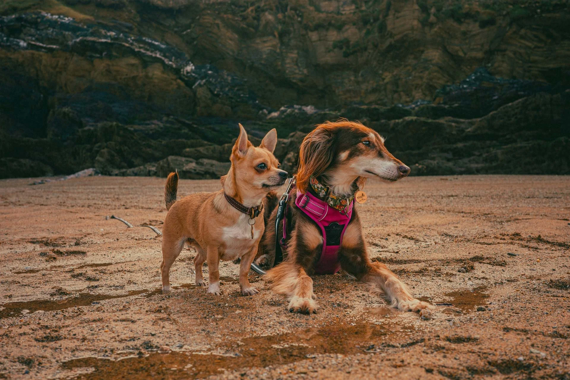 Two dogs sitting on a sandy beach with rocky cliffs in the background.