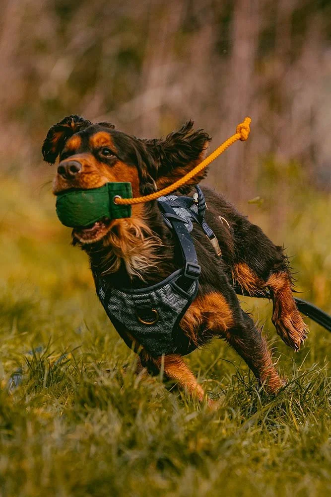 Gimli the cocker spaniel smashing a retrieve at his gundog training class in Falmouth