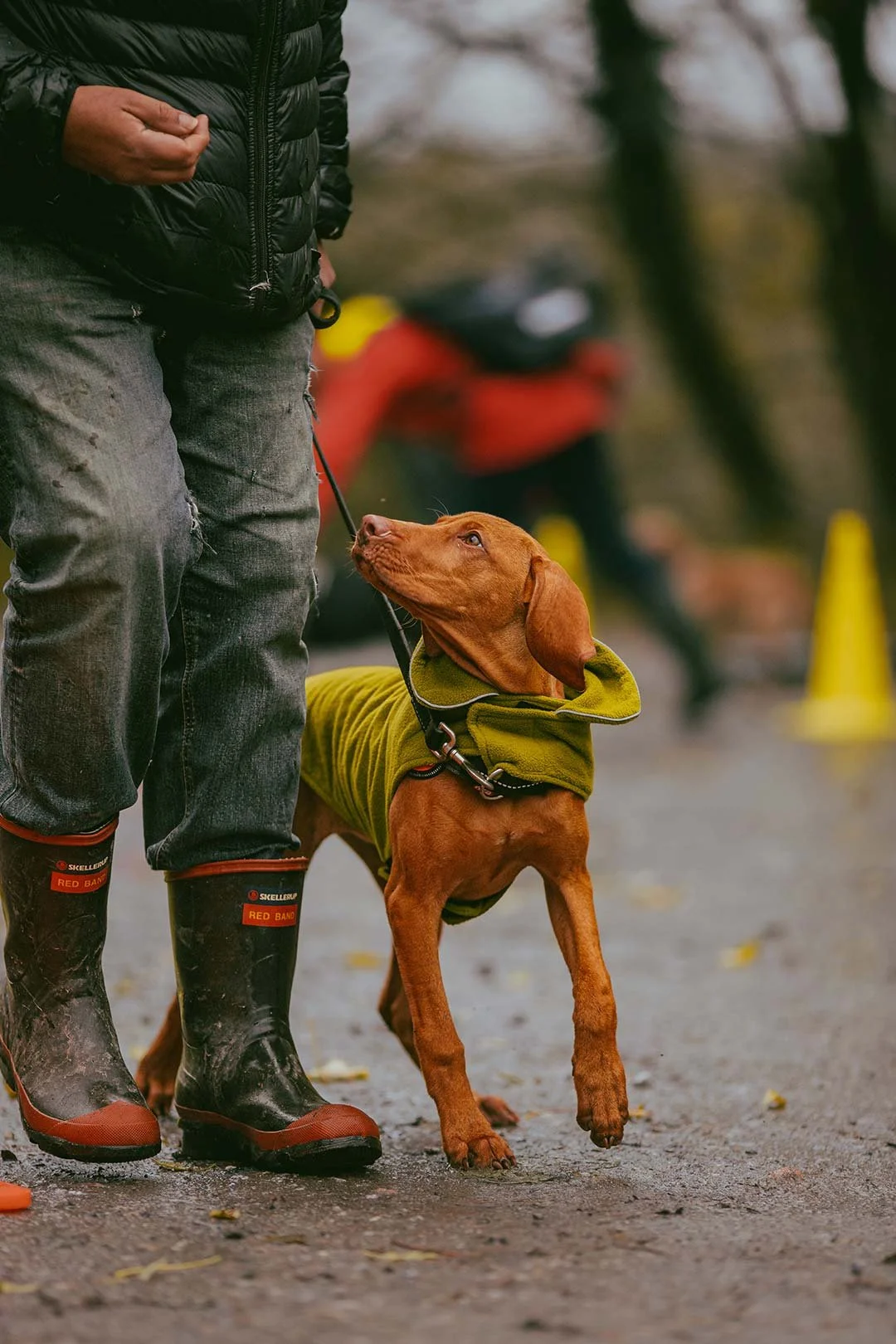 A brown Vizsla dog wearing a yellow jacket looking up at a person, who is standing nearby on a wet park trail wearing black jacket, jeans, and rubber boots. The person holds a leash attached to the dog. Blurred trees and a red motorcycle are in the b