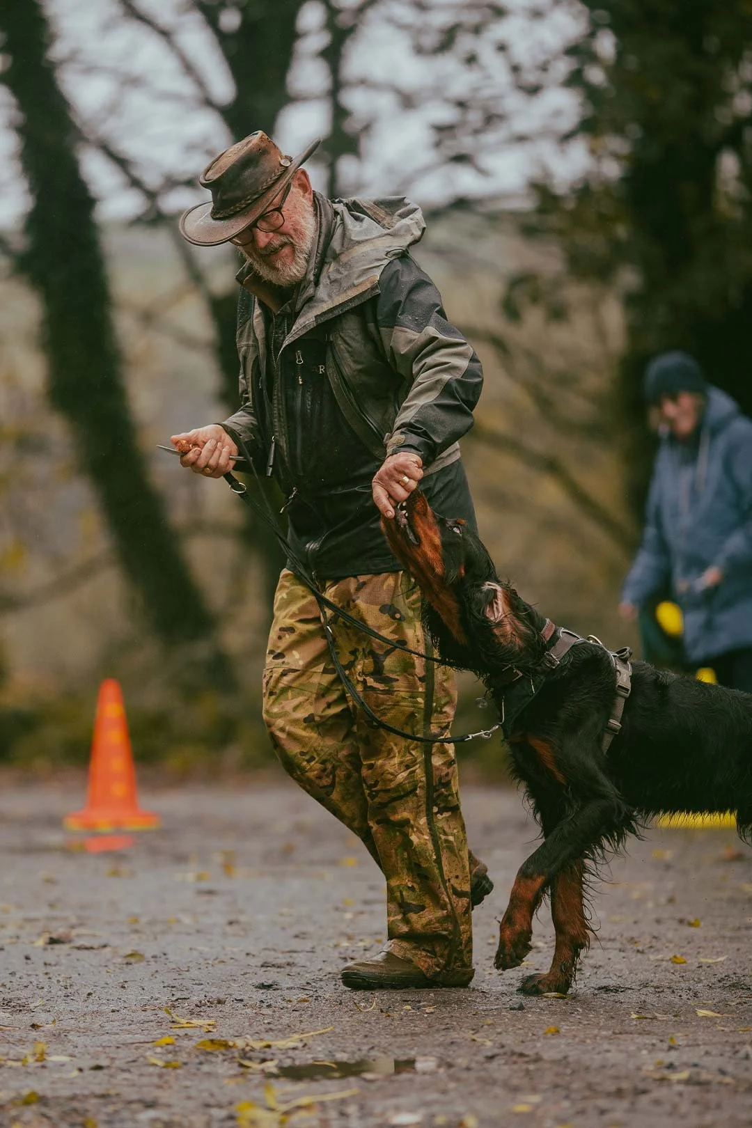A Gordon setter puppy learning to walk on a loose lead at his puppy gundog training class in Helston