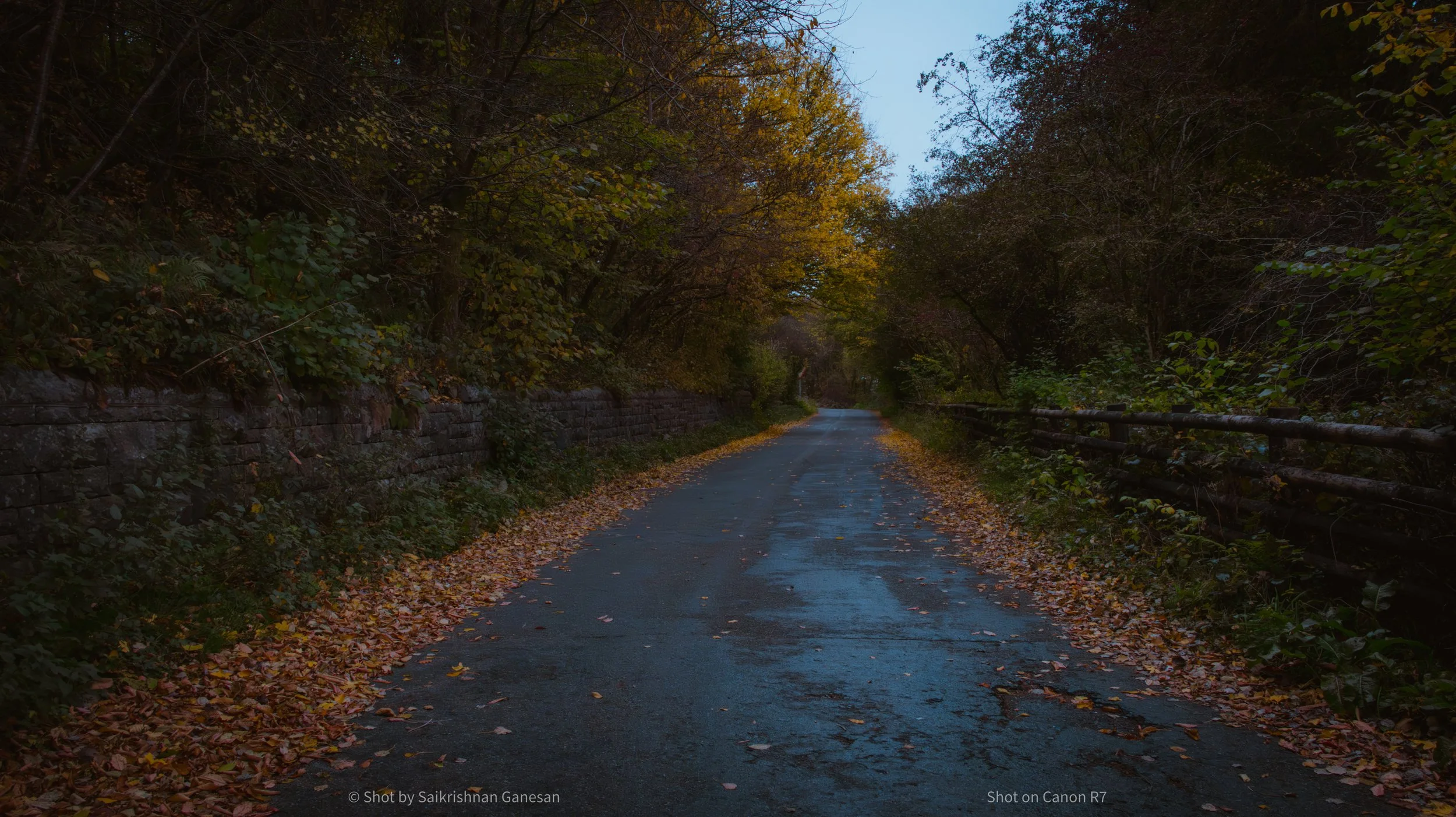 A narrow, winding road in a forest with fallen leaves on the ground and trees with yellow and green foliage on both sides, under a dimly lit sky.