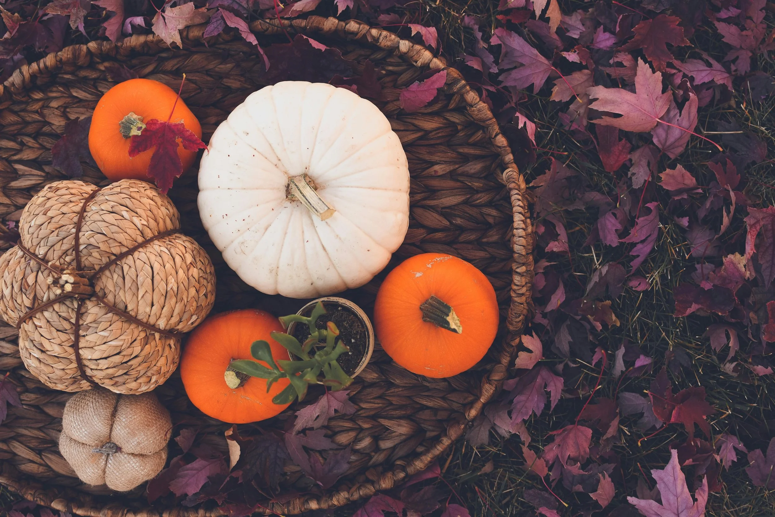 Episode #5 – Winter Squash: The Cellar Sweetness That Carried a Nation