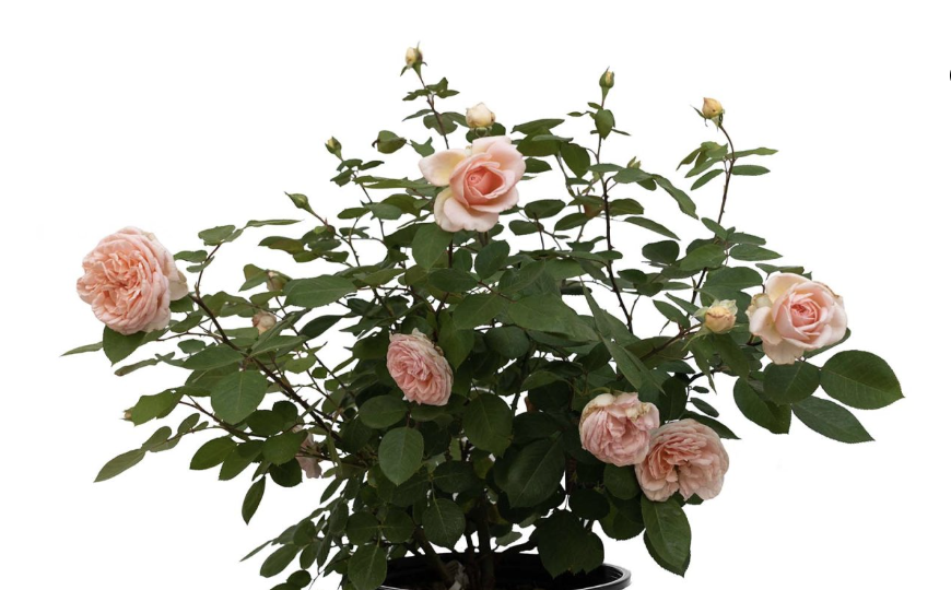 Screen Shot 2025-11-03 at 10.44.04 AM.png