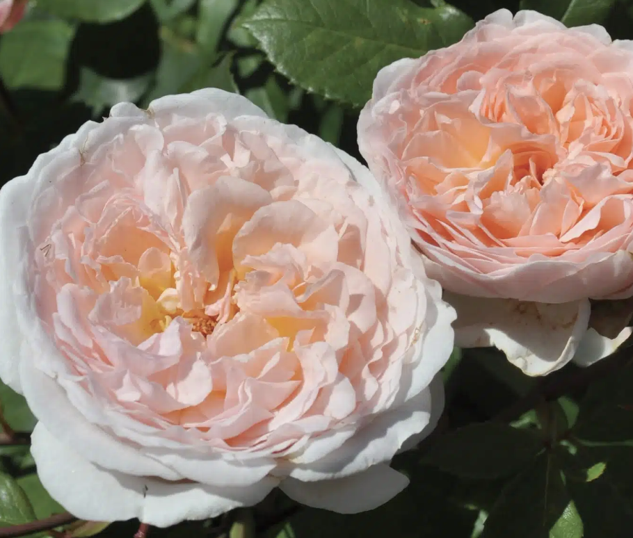 Screen Shot 2025-11-03 at 10.44.20 AM.png