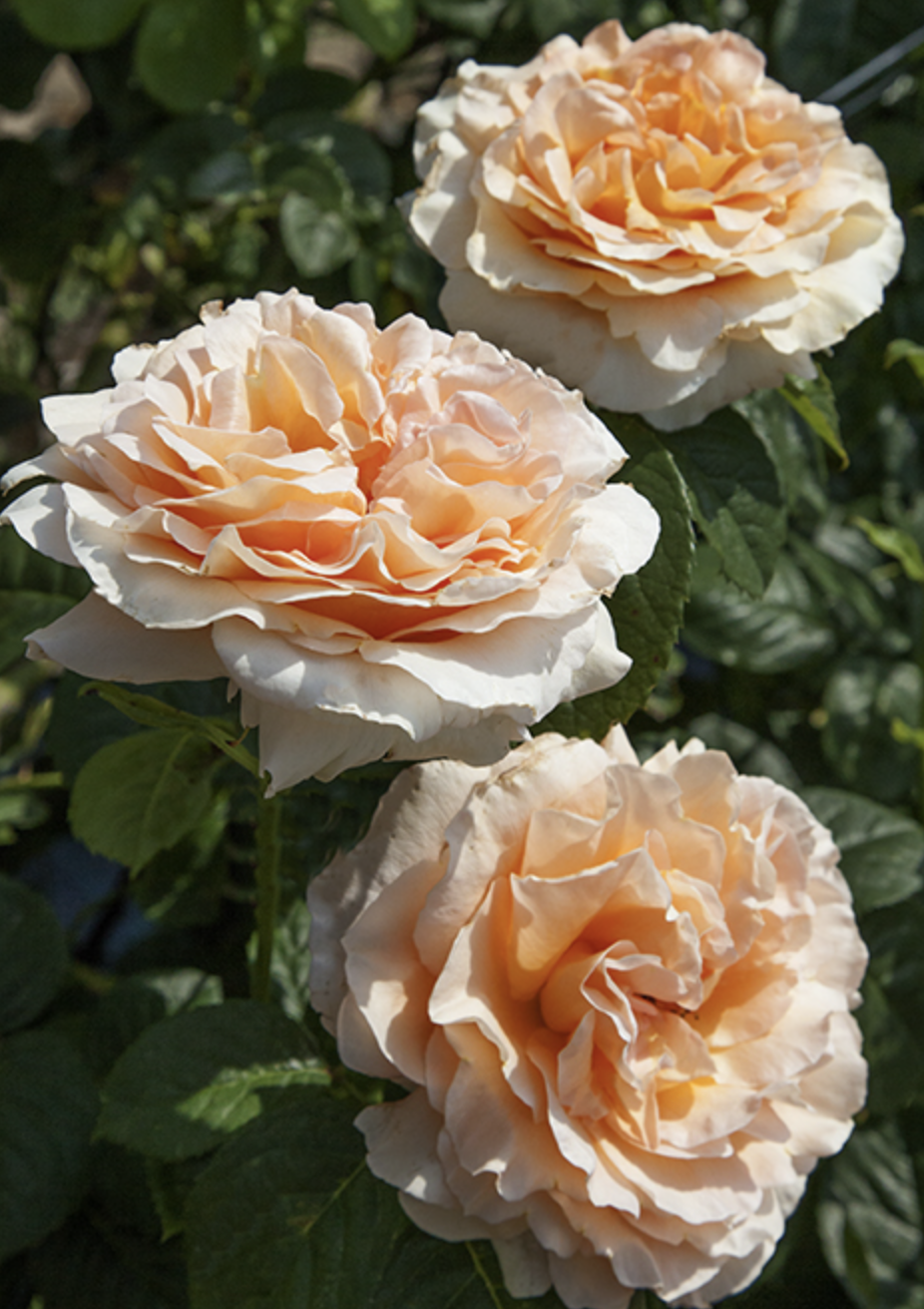 Screen Shot 2025-11-03 at 10.53.05 AM.png