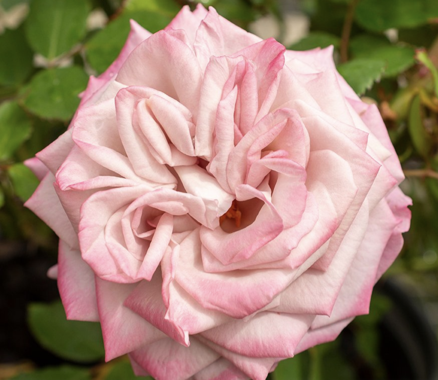 Screen Shot 2025-11-03 at 11.01.09 AM.png