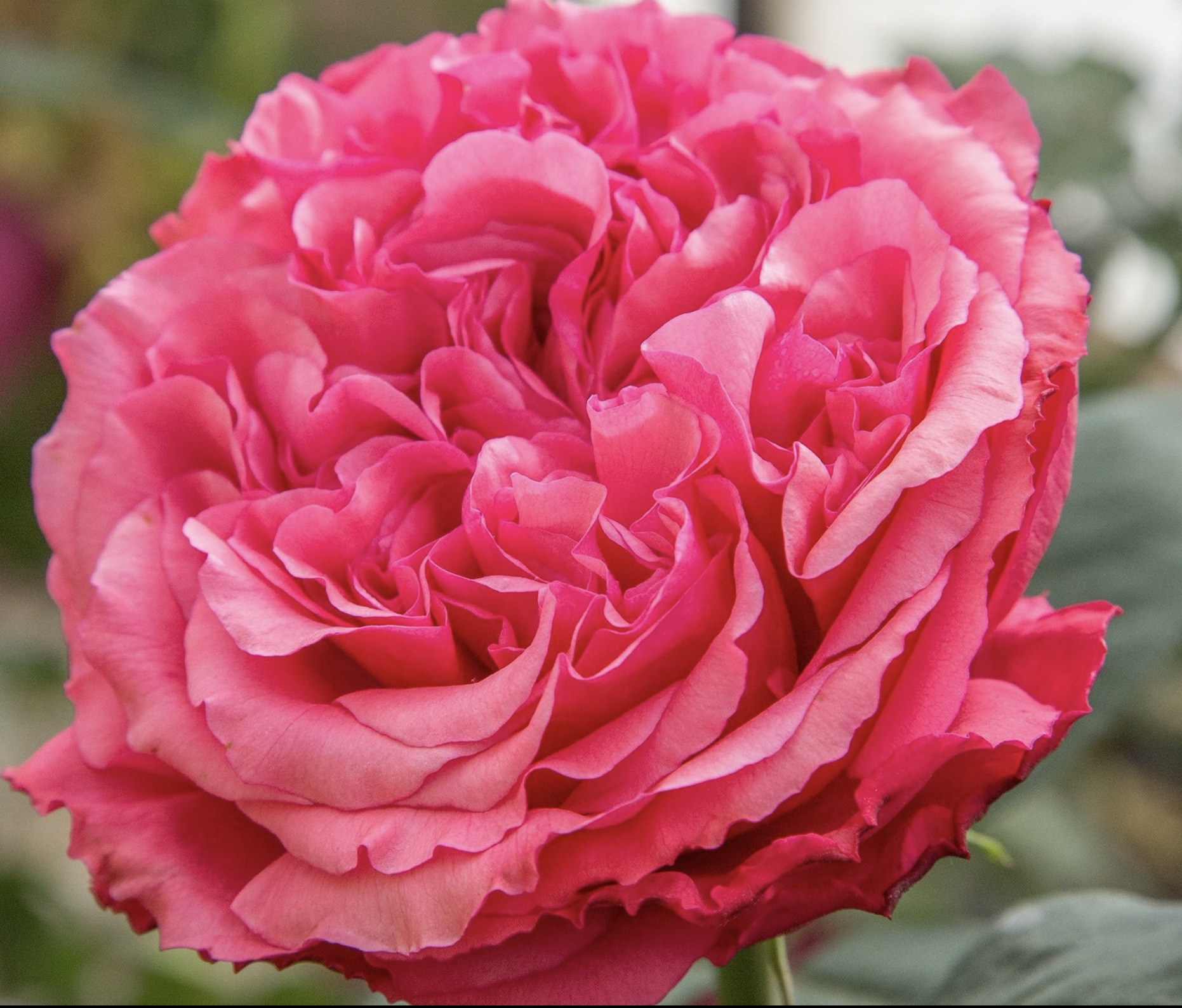 Screen Shot 2025-11-03 at 10.39.22 AM.png