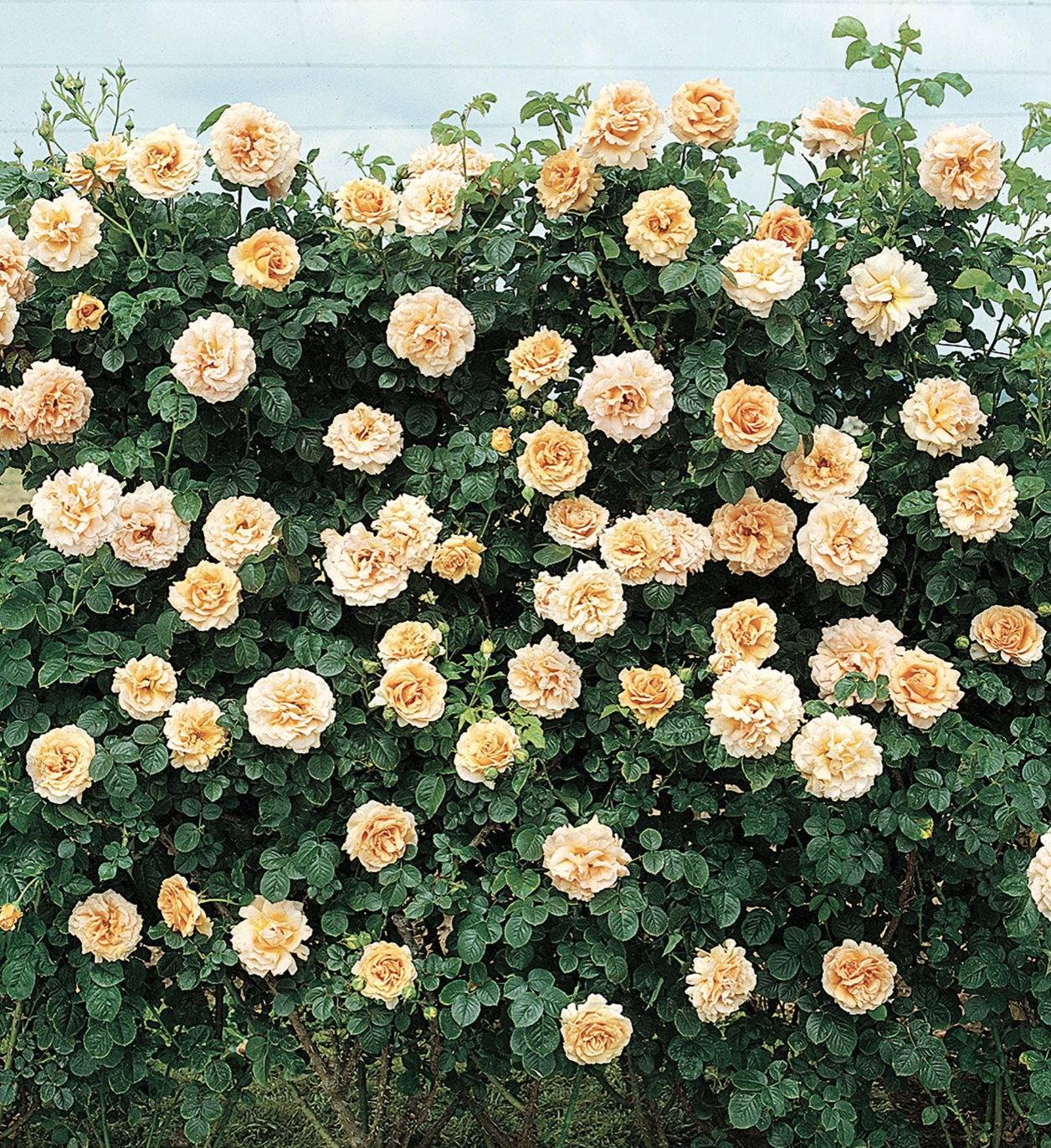 Screen Shot 2025-11-03 at 10.52.55 AM.png