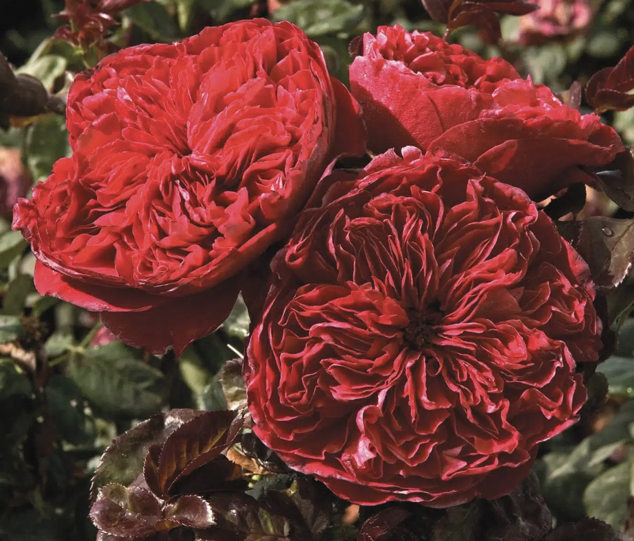 Rouge Royale | Bare-Root