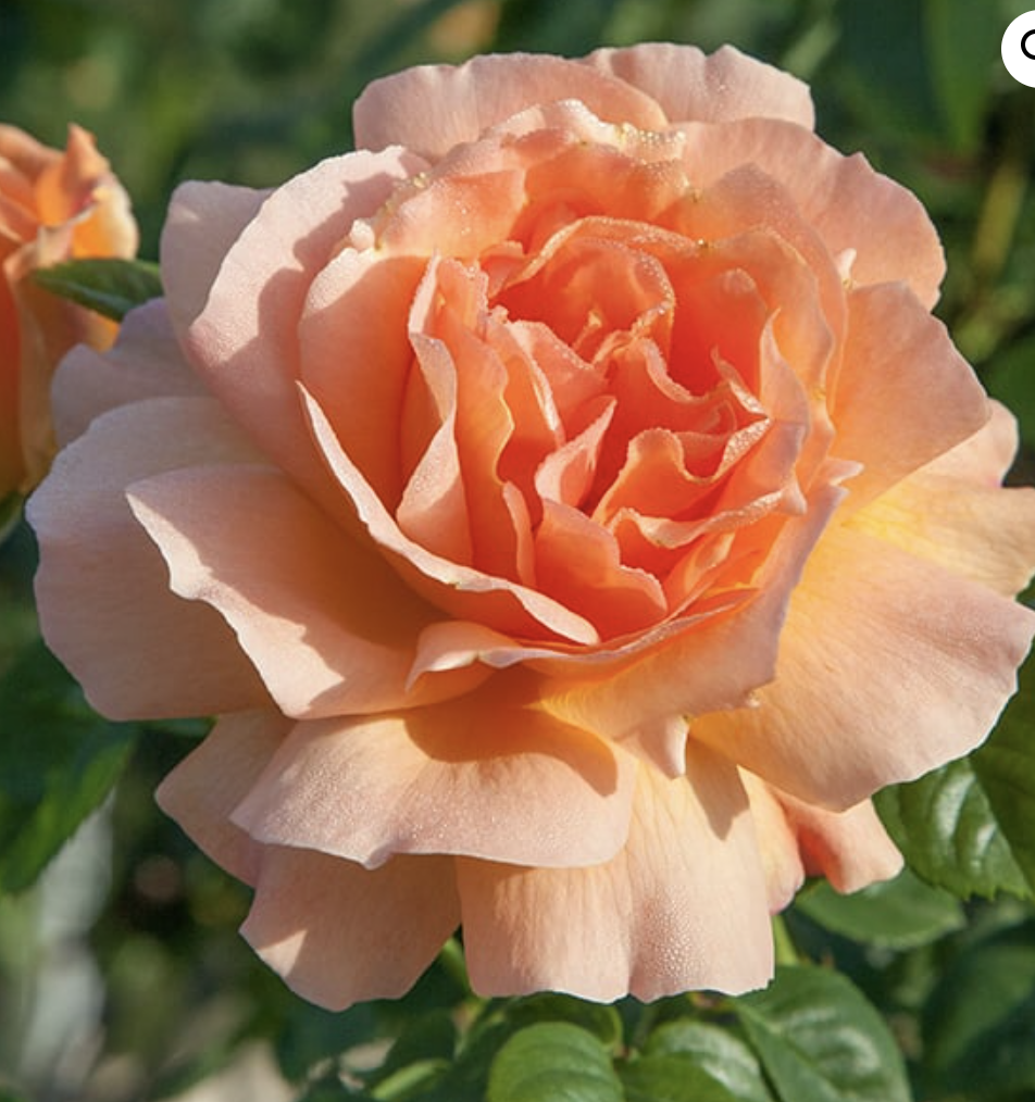 Screen Shot 2025-11-03 at 10.52.47 AM.png