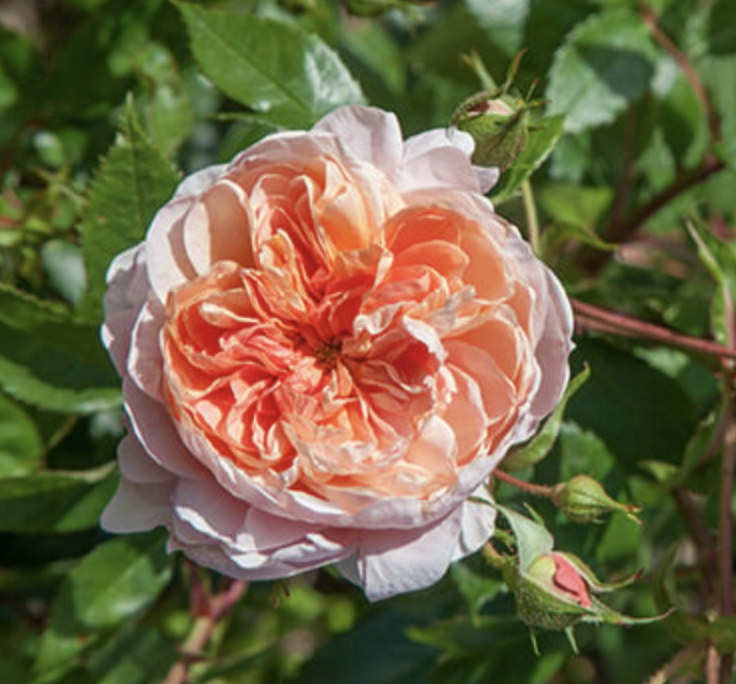 Screen Shot 2025-11-03 at 1.52.47 PM.png