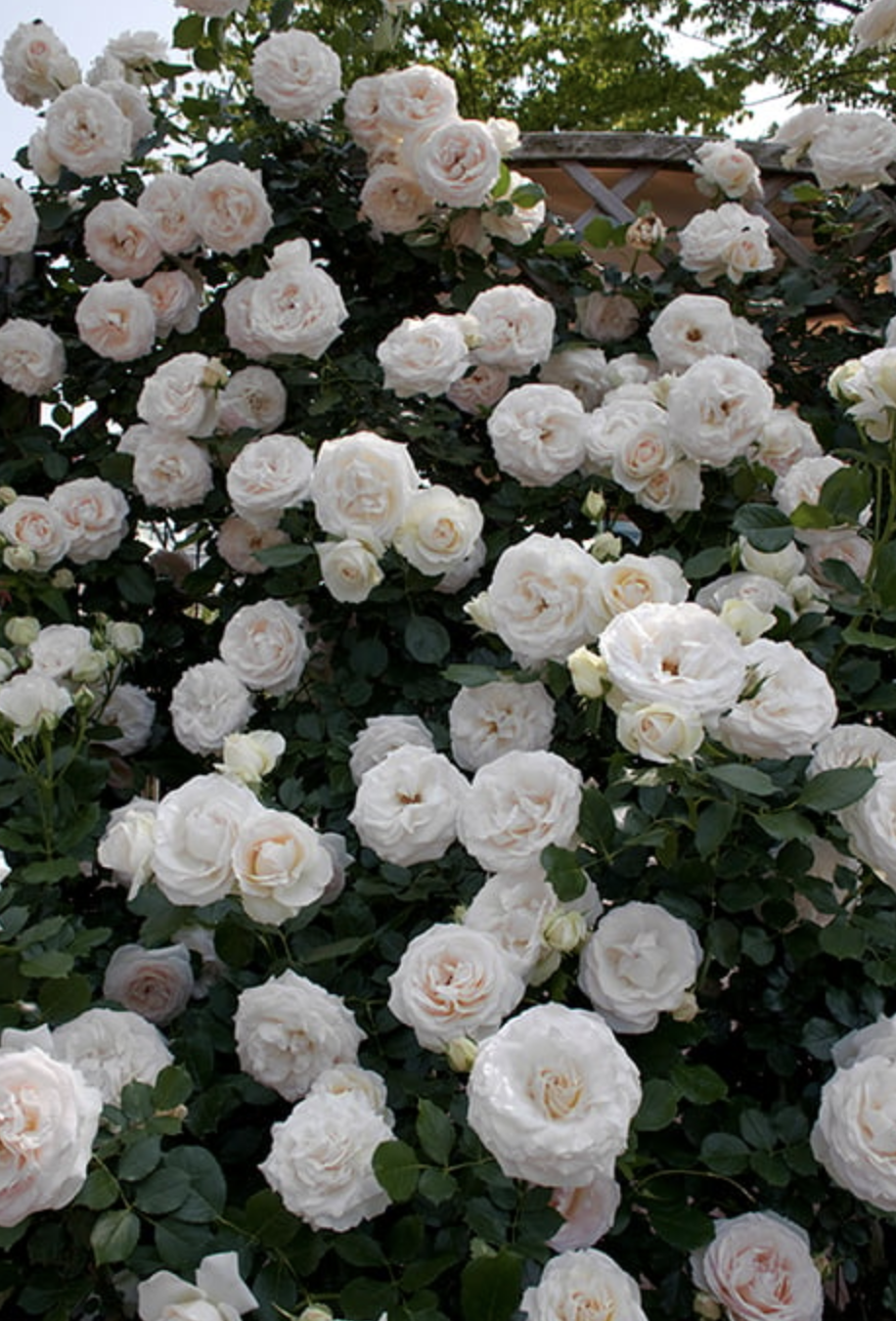 Screen Shot 2025-11-03 at 11.03.53 AM.png