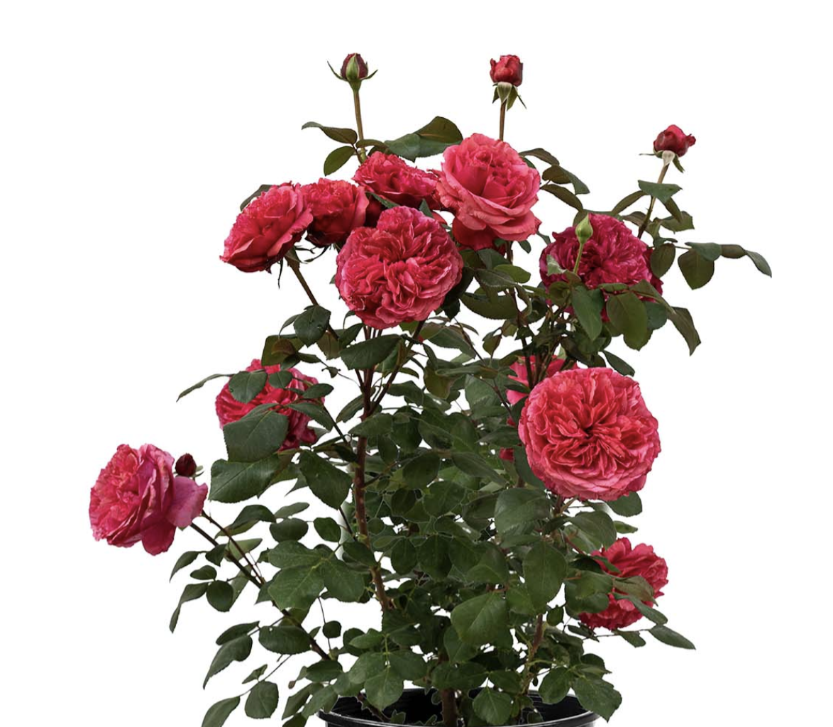 Screen Shot 2025-11-03 at 10.39.36 AM.png