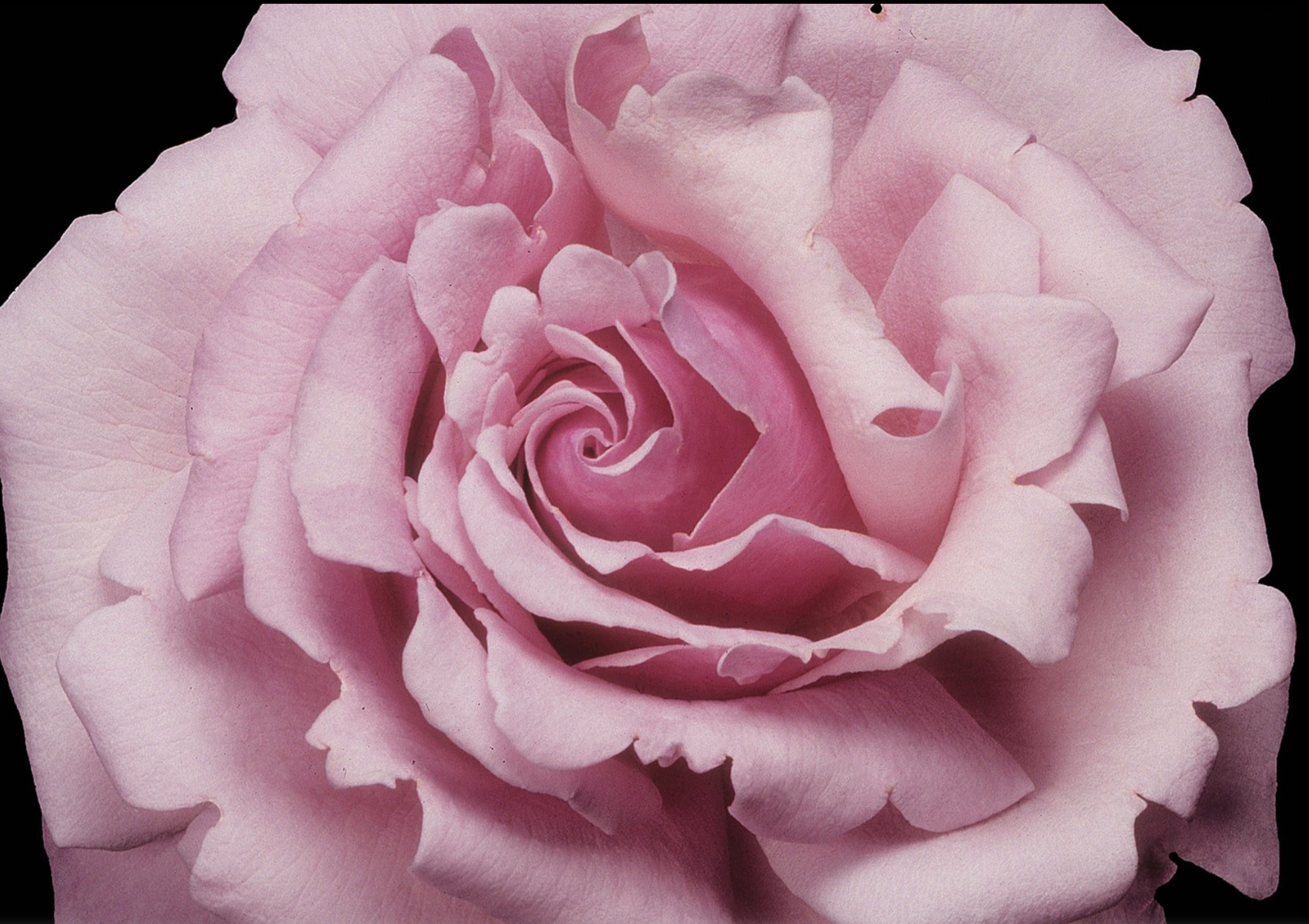 Memorial Day | Bare-Root