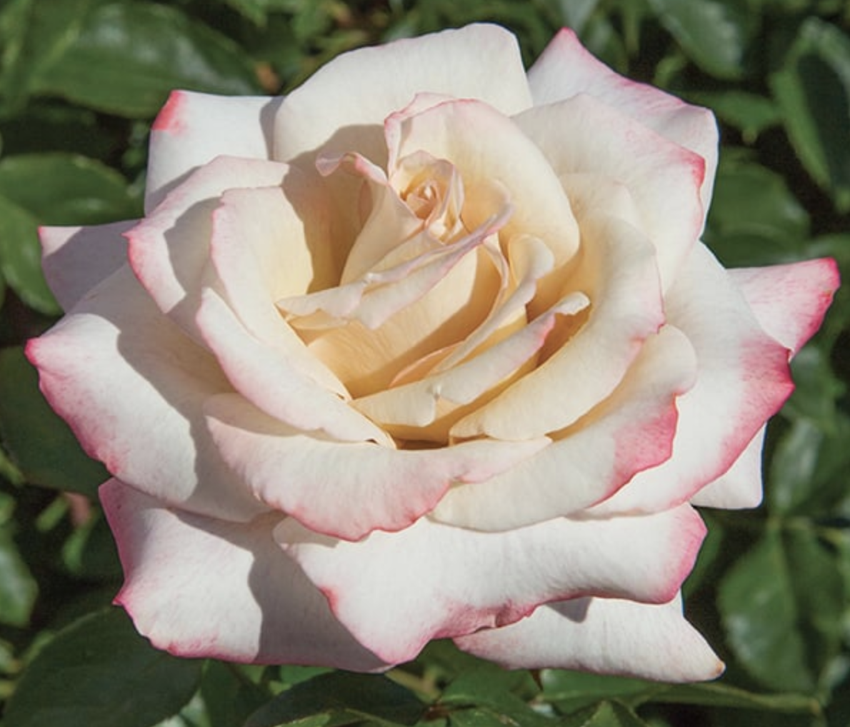 Screen Shot 2025-11-03 at 11.01.03 AM.png