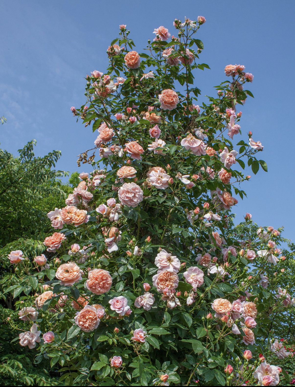 Screen Shot 2025-11-03 at 1.52.31 PM.png