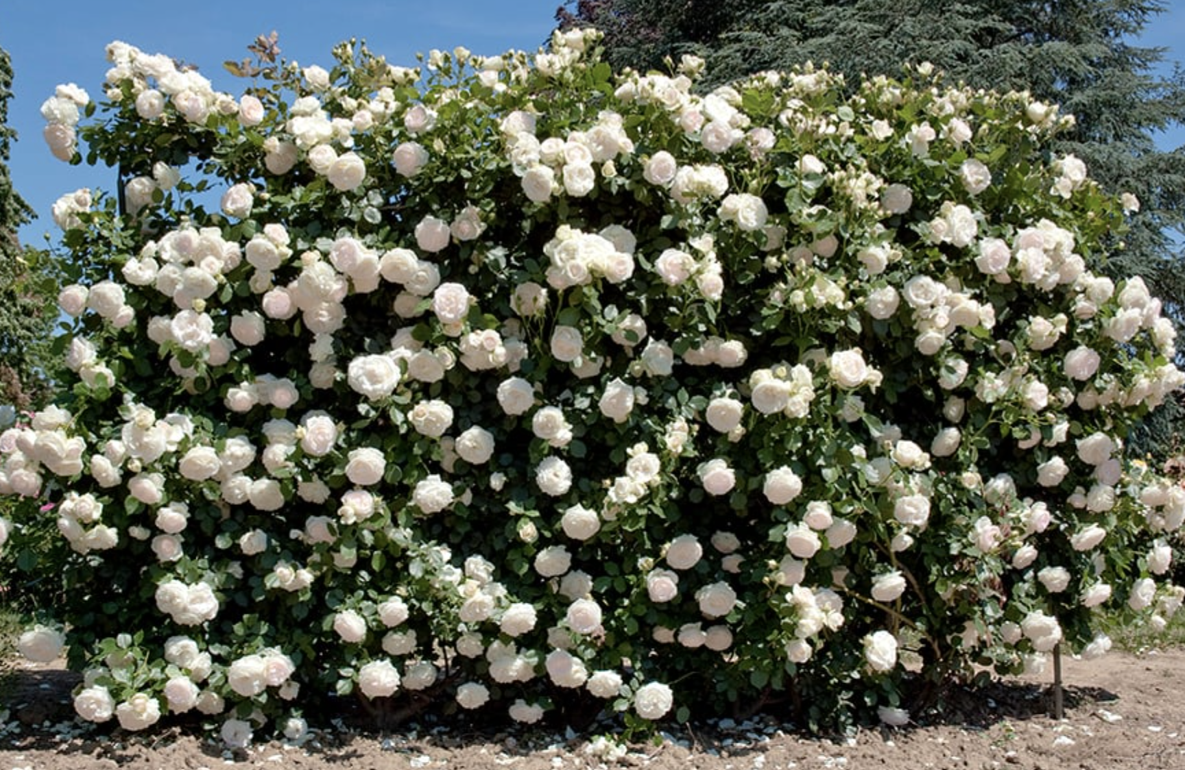 Screen Shot 2025-11-03 at 11.03.41 AM.png