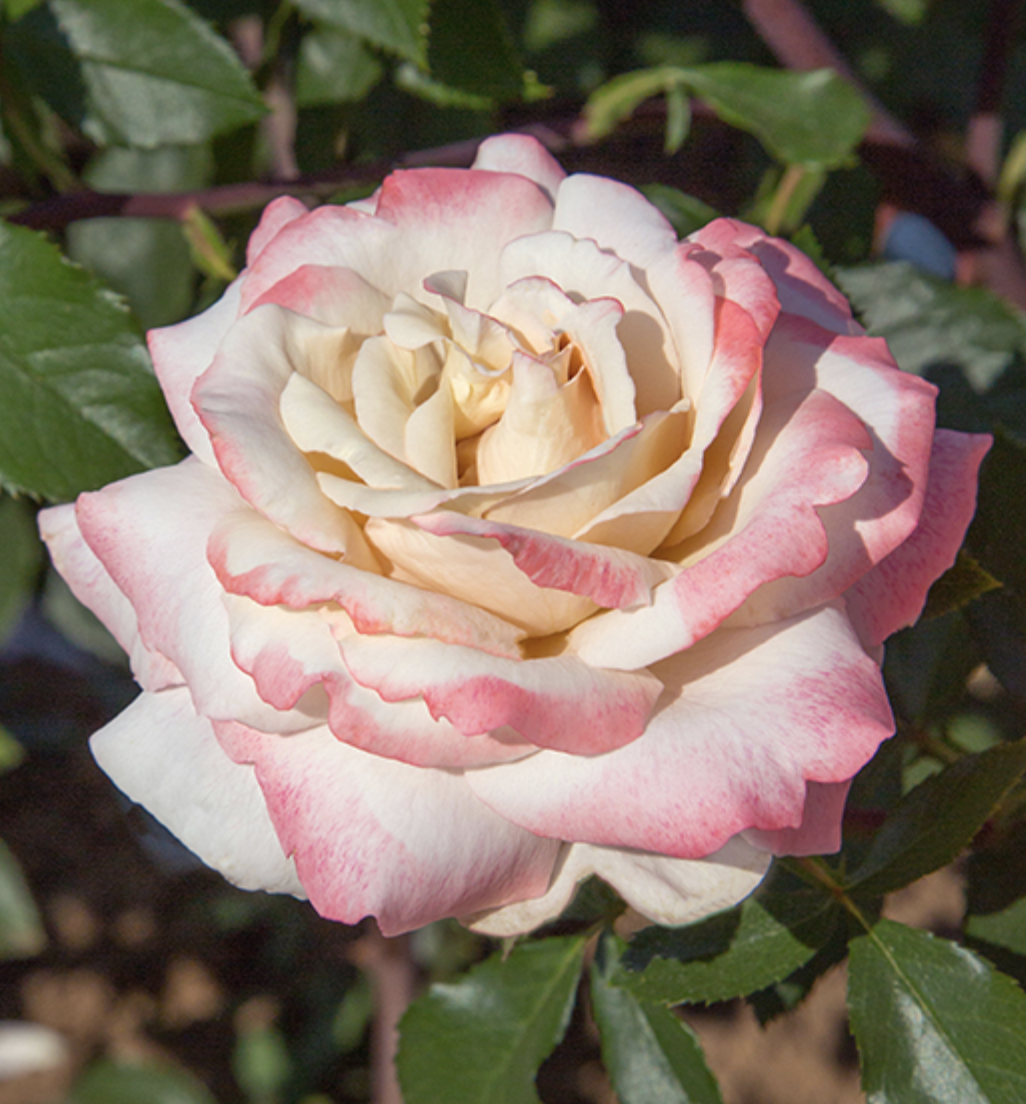 Screen Shot 2025-11-03 at 11.00.56 AM.png