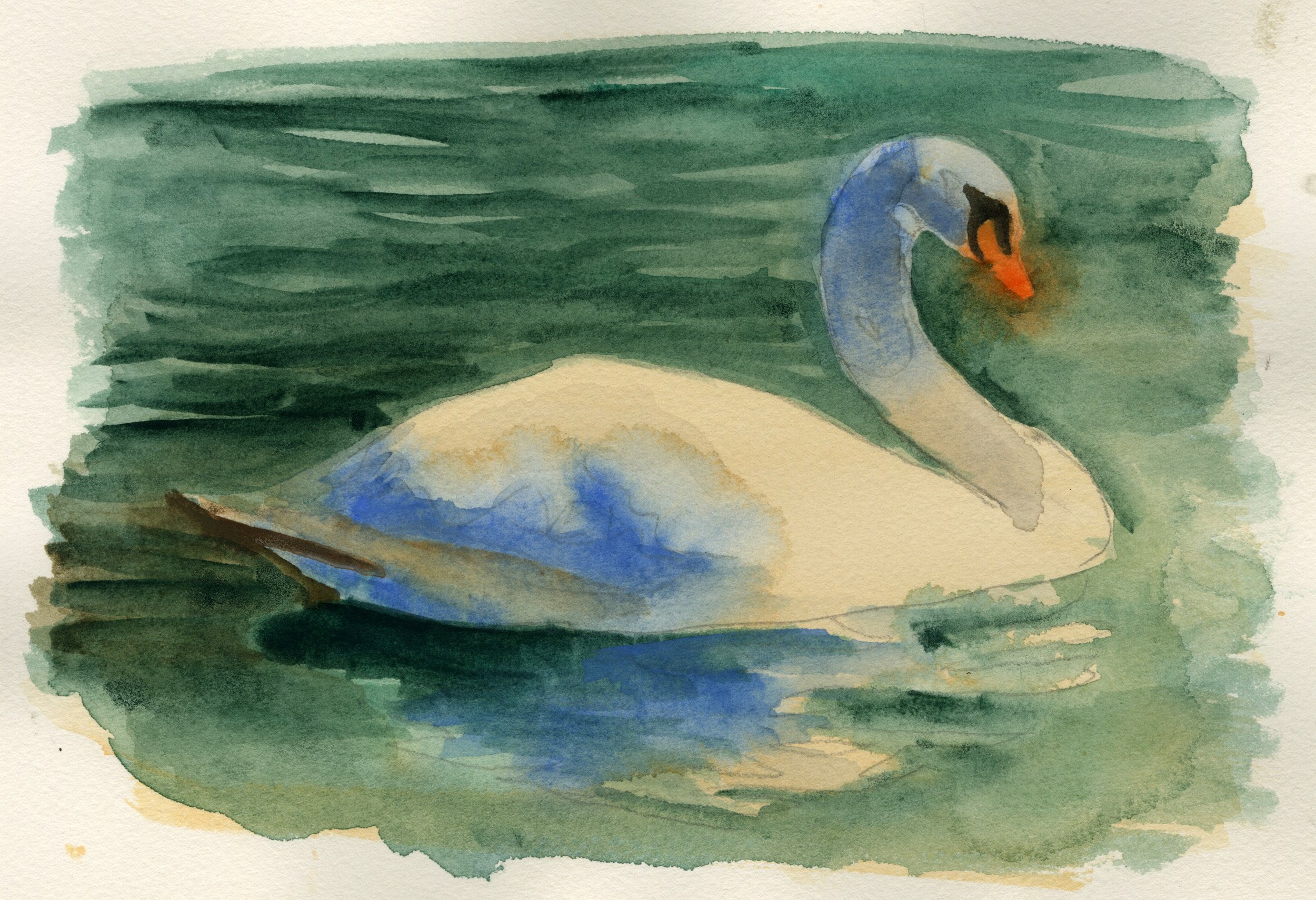 petrole_watercolor_swan.jpg